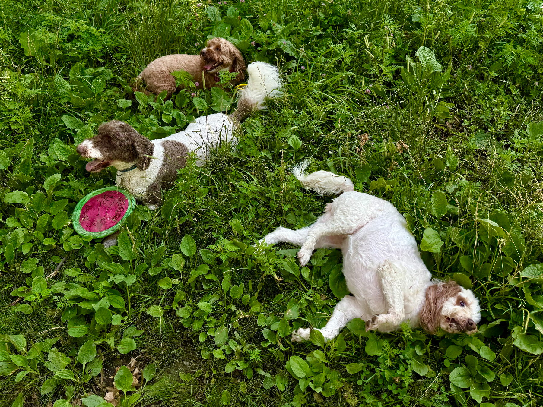 Three dogs are lying in a patch of lush, green grass surrounded by leafy plants. One small brown dog is sitting upright in the top left, panting happily. A larger brown-and-white dog is lying in the middle, also panting, with a bright pink and green frisbee in front of it. A white dog with light brown ears and face is lying on its back in the bottom right, looking relaxed and playful. The scene is outdoors, and the grass is vibrant and slightly overgrown.