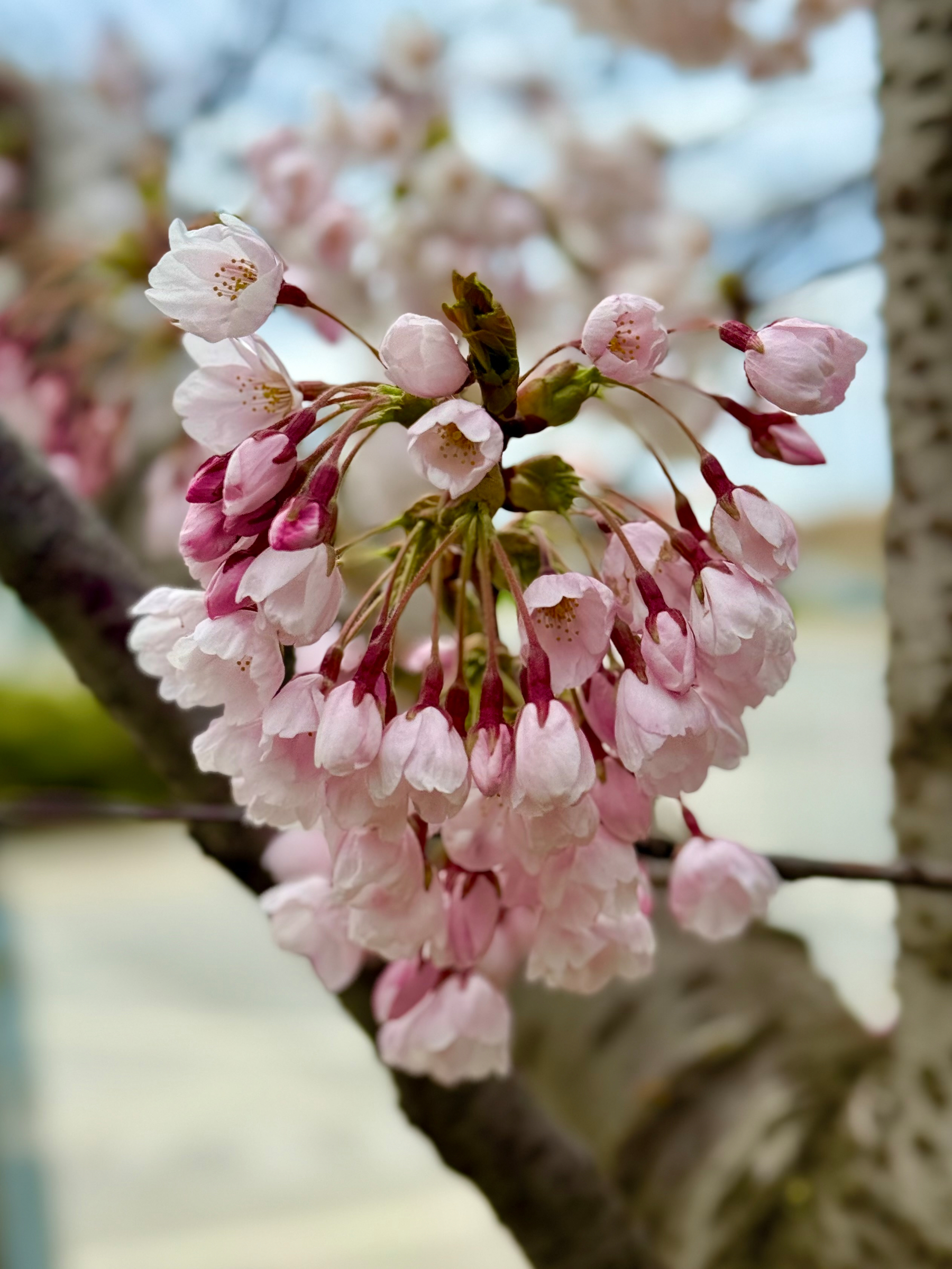 A close-up of a cluster of delicate pink cherry blossoms in various stages of blooming, with some buds still closed and others partially open, revealing soft petals and yellow stamens. The flowers are hanging in a cascading formation from a thin branch attached to a thicker, textured tree trunk. The background is softly blurred, showing hints of pale blue sky and muted greenery, enhancing the focus on the blossoms.