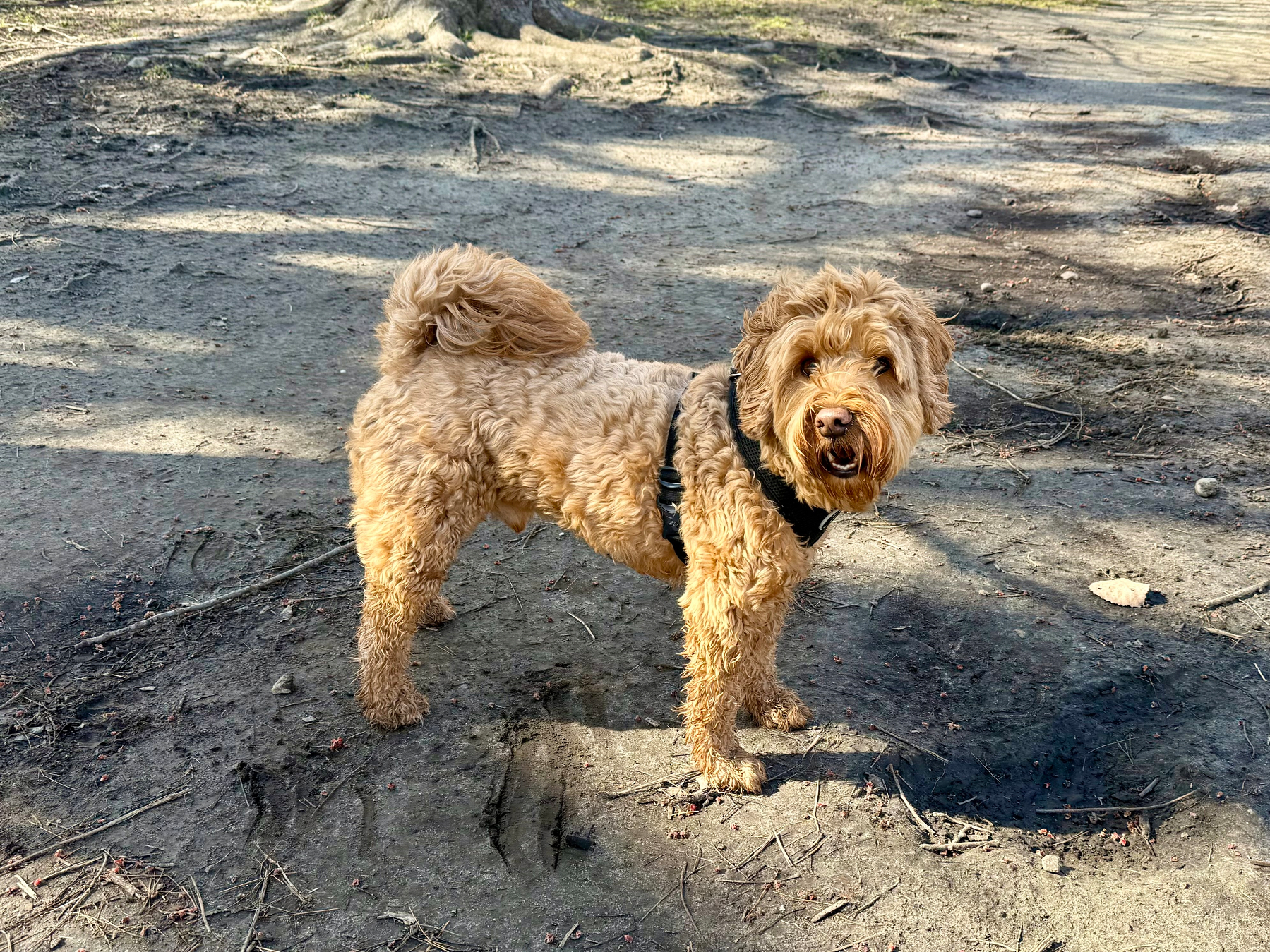 A fluffy, golden-brown dog with curly fur stands on a dirt path in a wooded area, looking toward the camera. The dog is wearing a black harness, and its fur appears slightly muddy on the lower legs. Its tail is curled over its back, and its mouth is slightly open, showing its teeth. The ground around the dog is uneven with small twigs, pebbles, and patches of shadow from nearby trees. In the background, tree roots are visible, and sunlight filters through the branches, creating a pattern of light and shadow on the path.