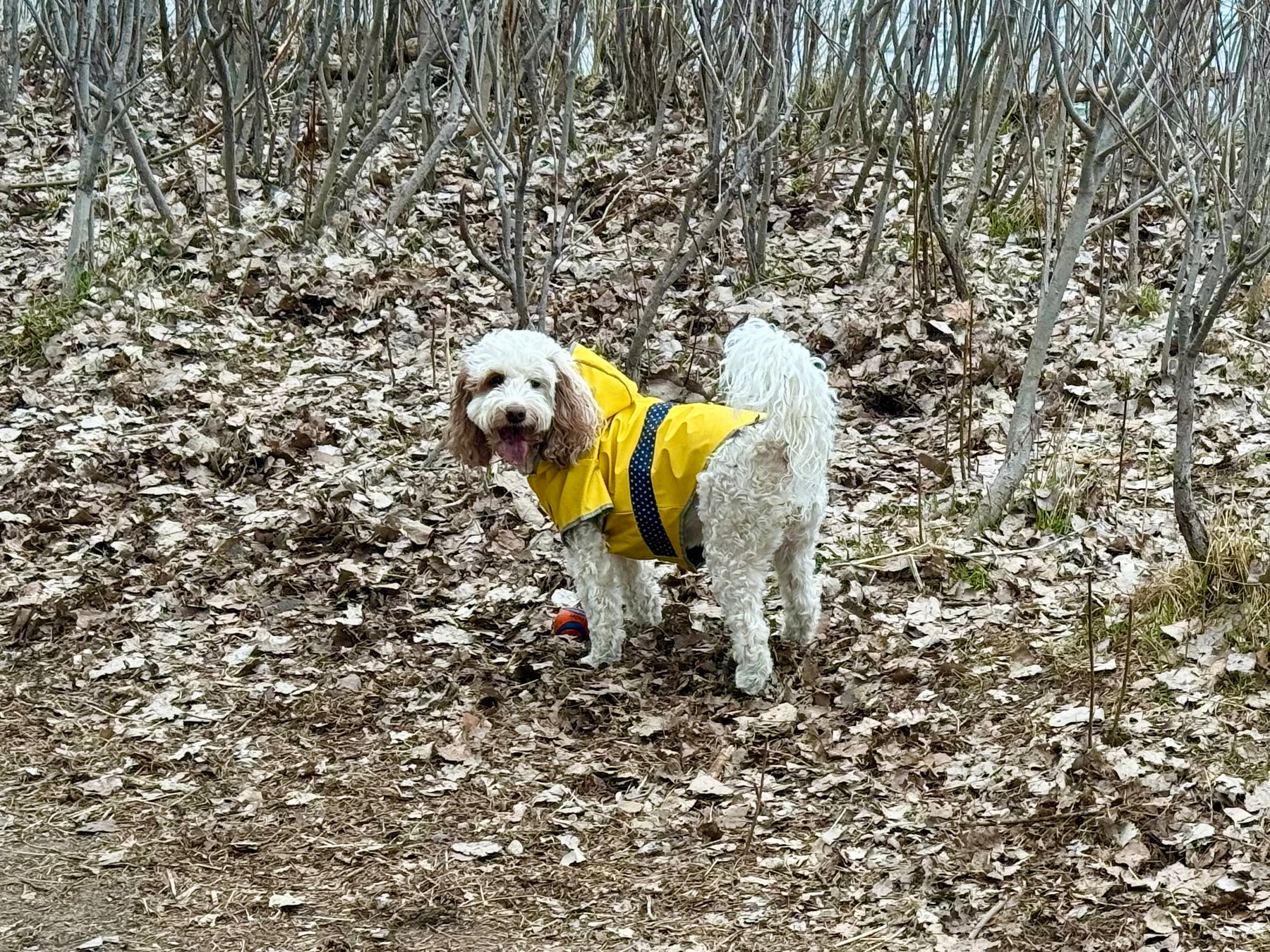 A small, fluffy white dog with light brown ears is standing on a forest floor covered in dry leaves. The dog is wearing a bright yellow raincoat with black trim and a reflective stripe, and has a small red boot on one of its front paws. It is looking back toward the camera with its mouth open, appearing to smile. Leafless, thin trees and shrubs fill the background, creating a sparse woodland setting.