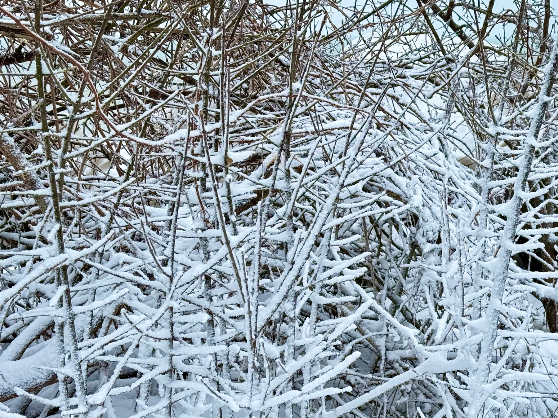 Snow-covered branches densely intertwined, creating a textured, wintery scene with a light dusting of snow on the thin, brown twigs.