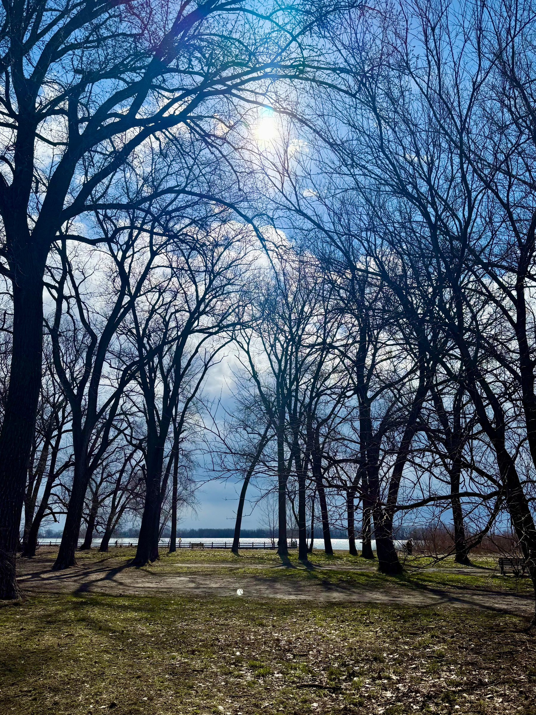 A sunlit park scene with tall, leafless trees creating intricate silhouettes against a bright blue sky. The sun shines through the branches, casting long shadows on the patchy grass and dirt-covered ground. In the distance, a wooden fence lines the edge of a calm body of water, with a faint treeline visible on the horizon. The overall atmosphere is serene, with early spring light highlighting the textures of the bare branches and ground.