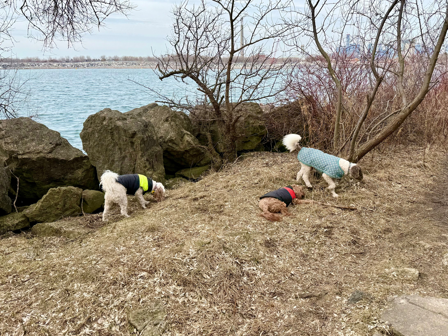 Three small dogs wearing jackets explore a rocky lakeside area with dry grass and leaf litter. The dog on the left, with curly white fur, wears a black and neon yellow jacket and sniffs near large grey rocks by the water. The middle dog, with curly brown fur, wears a black and red jacket and is sniffing the ground. The dog on the right, with white fur and brown spots, wears a blue patterned jacket and sniffs near a leafless tree. Behind them, calm blue lake water stretches to the horizon, bordered by a low rocky breakwater. Leafless shrubs and trees frame the scene under a cloudy sky.
