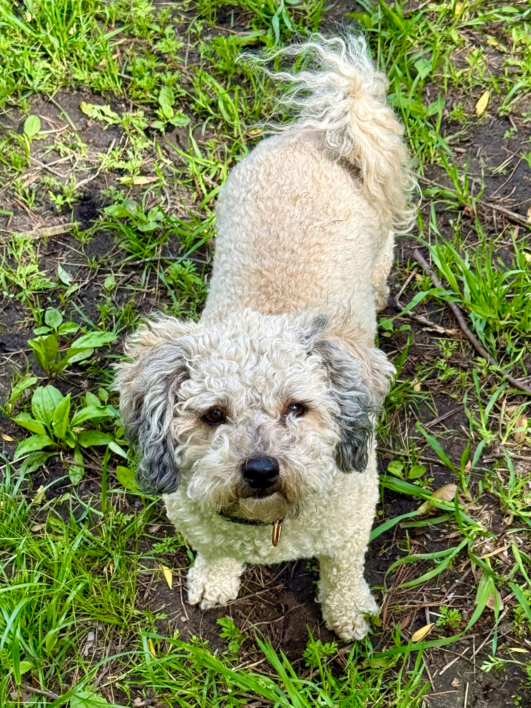 A small, curly-haired dog with light beige fur on its body and slightly darker grey fur on its ears stands on a patch of grass and dirt, looking up at the camera. The dog has a fluffy tail curled over its back and a small black nose. Its eyes are dark and expressive, and it wears a collar with a small metal tag attached. The ground is a mix of green grass, leaves, and bare soil with scattered twigs.