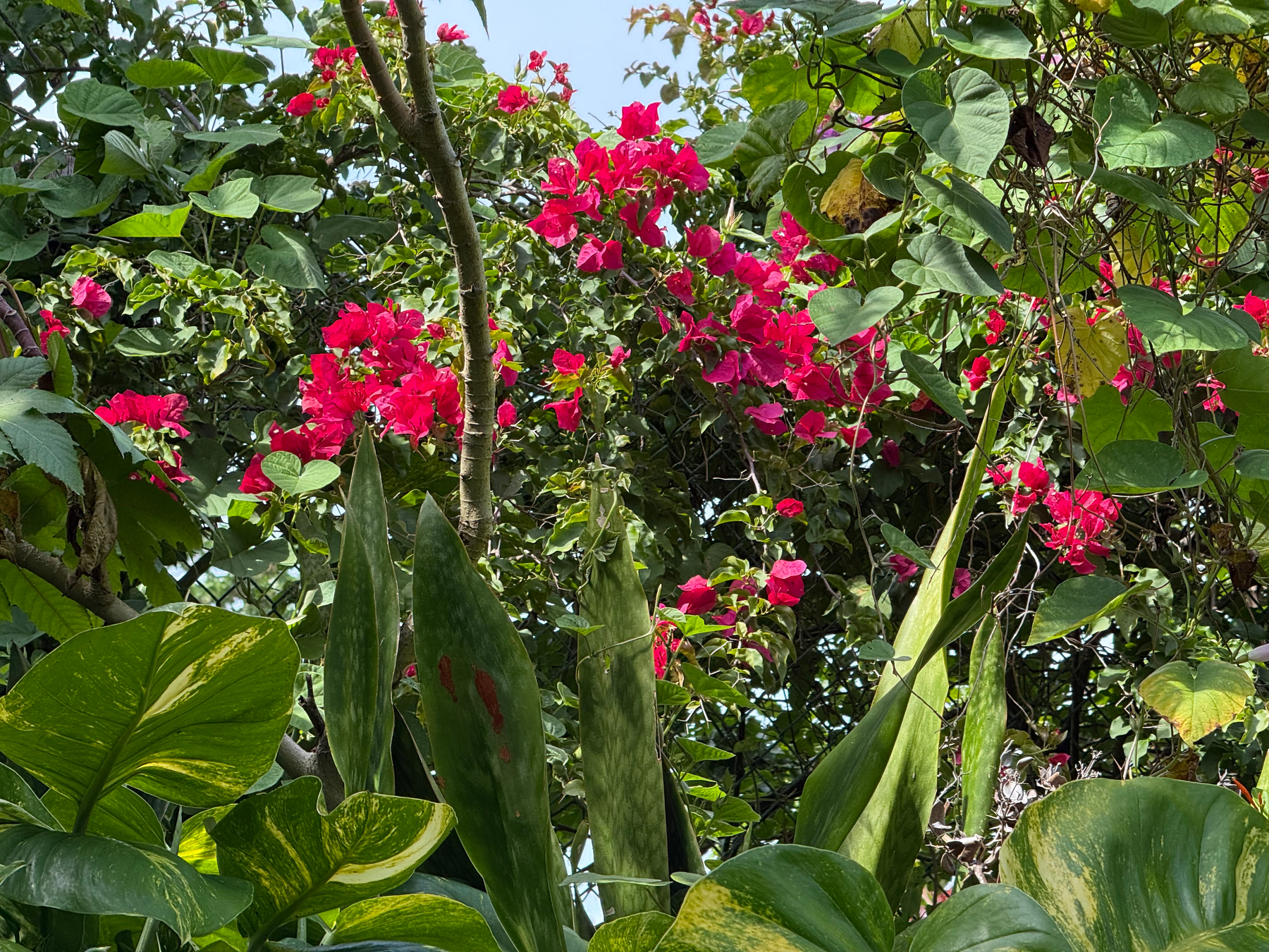 A lush tropical garden scene with vibrant greenery and bright pink flowers. The image features an abundance of large, glossy green leaves in the foreground, some with yellow variegation, and tall, pointed leaves reaching upward. In the background, clusters of vivid pink bougainvillea flowers cascade through a dense tangle of vines and heart-shaped leaves. Sunlight filters through the foliage, creating a lively mix of light and shadow, with glimpses of blue sky peeking through the canopy.