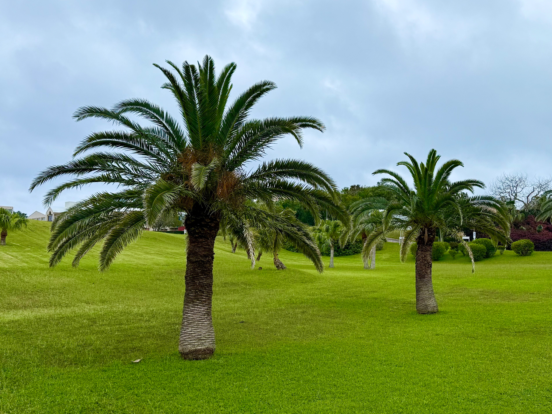 A lush green lawn with several palm trees under a cloudy sky. Two tall, healthy palm trees dominate the foreground, their long fronds fanning outward. In the background, more palm trees are scattered across the rolling grassy landscape, along with neatly trimmed bushes and a few leafless trees. On the left side, a couple of light-coloured houses with pitched roofs are partially visible. The overcast sky is filled with soft, grey clouds, giving the scene a calm, tropical feel.