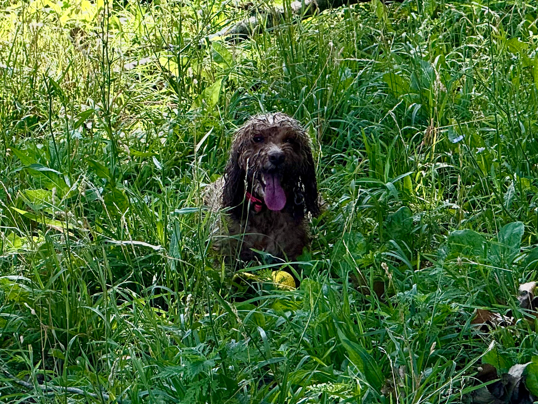 A small, muddy dog with long, curly fur and a pink tongue sticking out sits in tall, lush green grass. The dog is wearing a bright pink collar and is partially camouflaged by the dense vegetation. Sunlight filters through the trees, creating dappled light on the grass and leaves around the dog. Some leafy plants and wildflowers can be seen in the undergrowth. The scene appears to be in a natural, overgrown outdoor area.