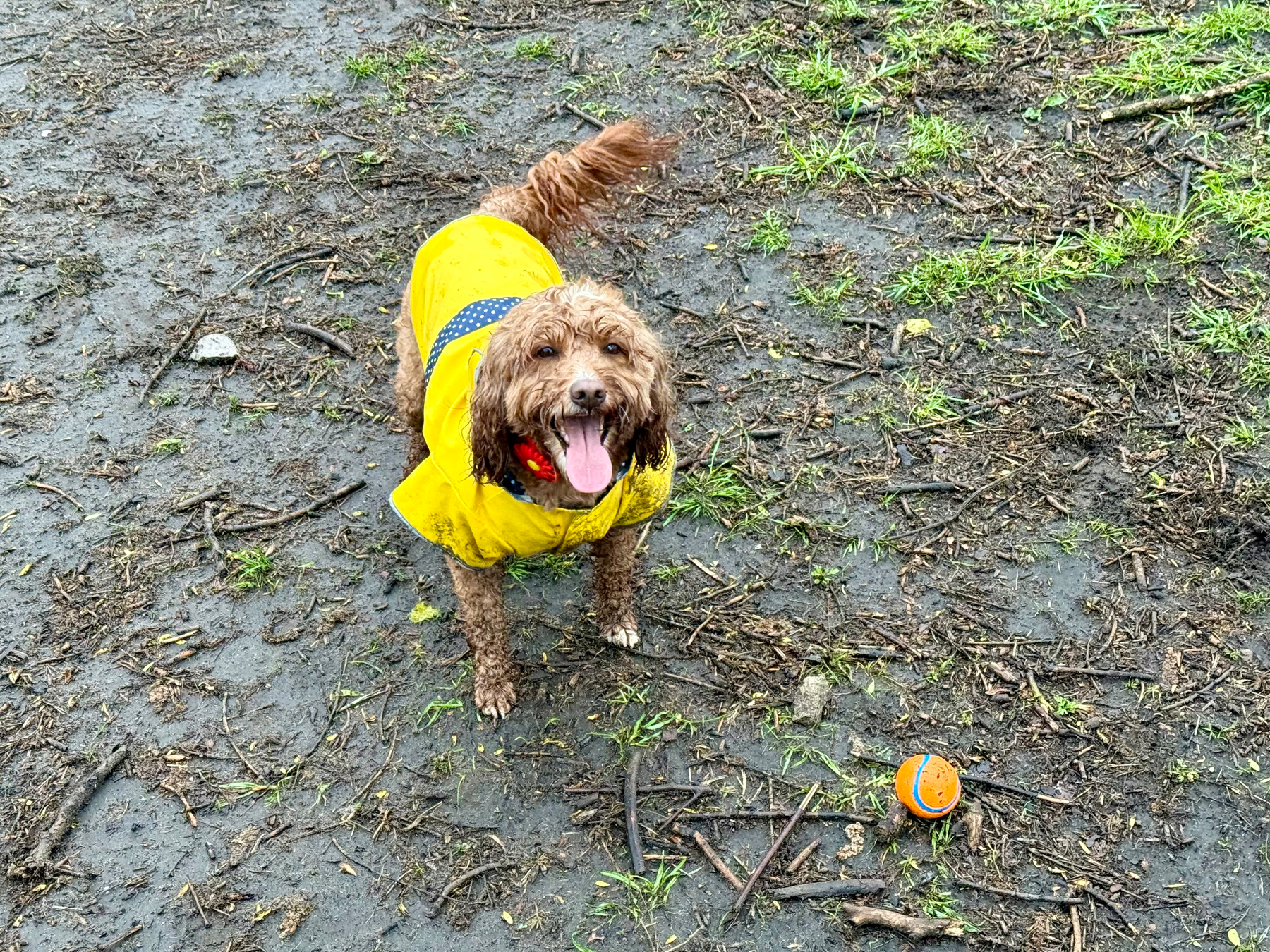 A small, curly-haired brown dog wearing a bright yellow raincoat with a dark blue band across the back stands on a muddy, wet ground with scattered twigs and patches of grass. The dog is panting happily with its tongue out, and its fur is damp and slightly dirty from the mud. Near the dog’s front paws lies an orange and blue rubber ball on the ground. The background is a mix of mud, wet soil, and sparse green grass.