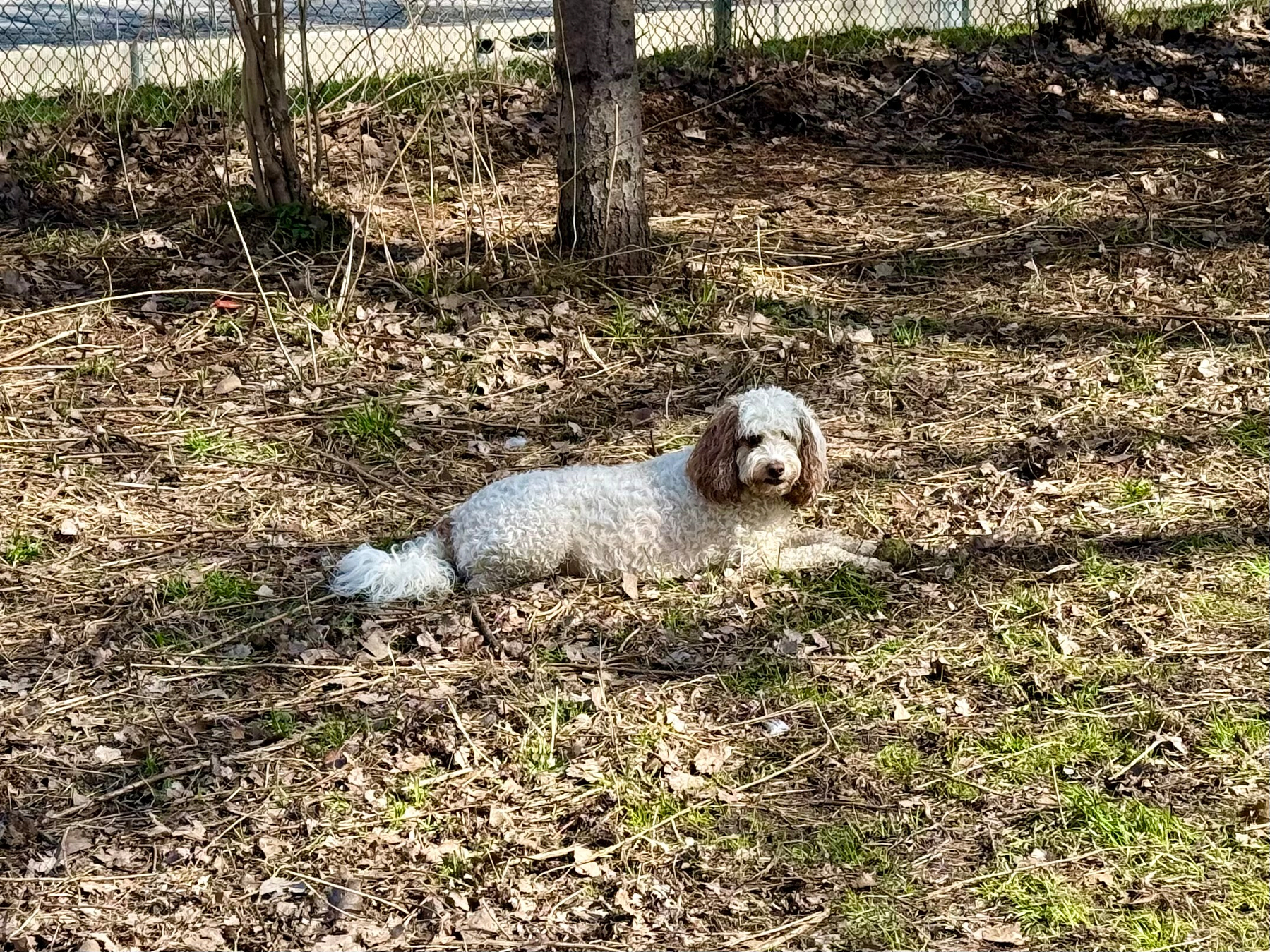 A small, curly-haired dog with a white body and brown ears lies on the ground in a wooded outdoor area. The dog is resting on a mix of dry leaves, twigs, and patches of green grass, with sunlight filtering through the trees casting shadows on the ground. Behind the dog, there are several thin tree trunks and a chain-link fence, with a paved road visible in the background beyond the fence. The scene appears calm and sunny.