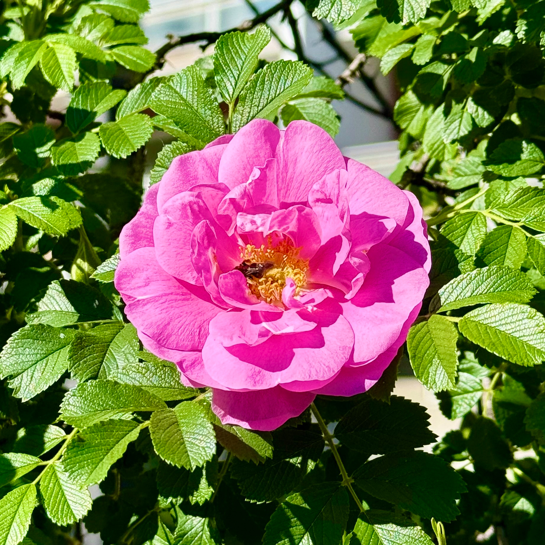 A vibrant pink rose in full bloom is surrounded by lush green leaves. The petals are layered and slightly ruffled, with a bright yellow centre where a small insect is visible. Sunlight illuminates the flower and leaves, creating shadows and highlights that enhance the texture and vivid colours. The background is blurred, showing hints of branches and a building.
