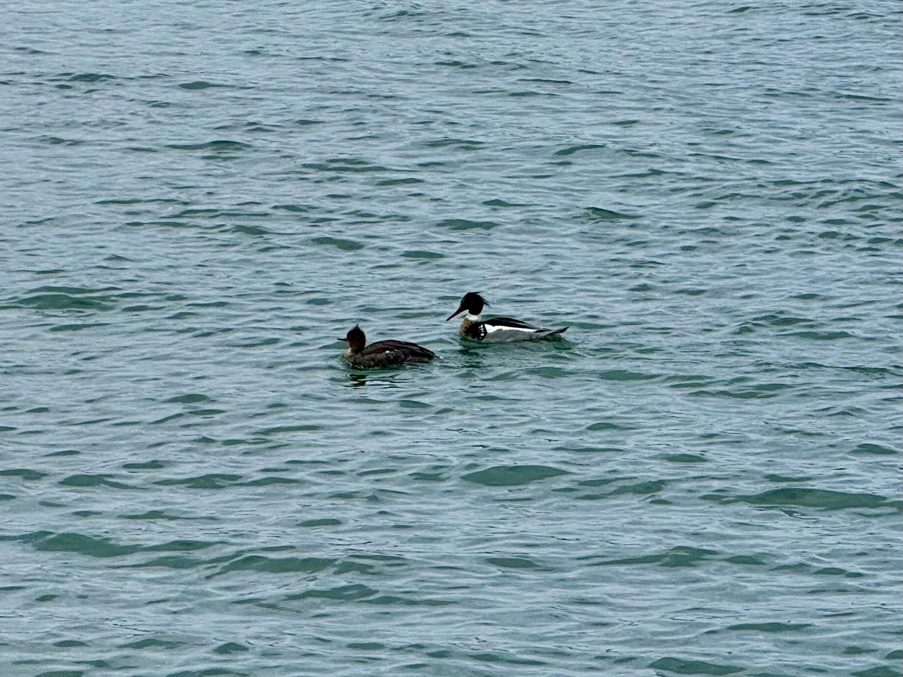 Two ducks are swimming on a rippling body of water. The duck on the left is smaller and dark brown with a slightly lighter chest and a short crest on its head. The duck on the right is larger, with a striking black-and-white pattern, including a black head with a crest, white neck, and grey body with black markings. The water is a muted bluish-grey, with small waves creating texture across the surface. No other objects or animals are visible in the image.