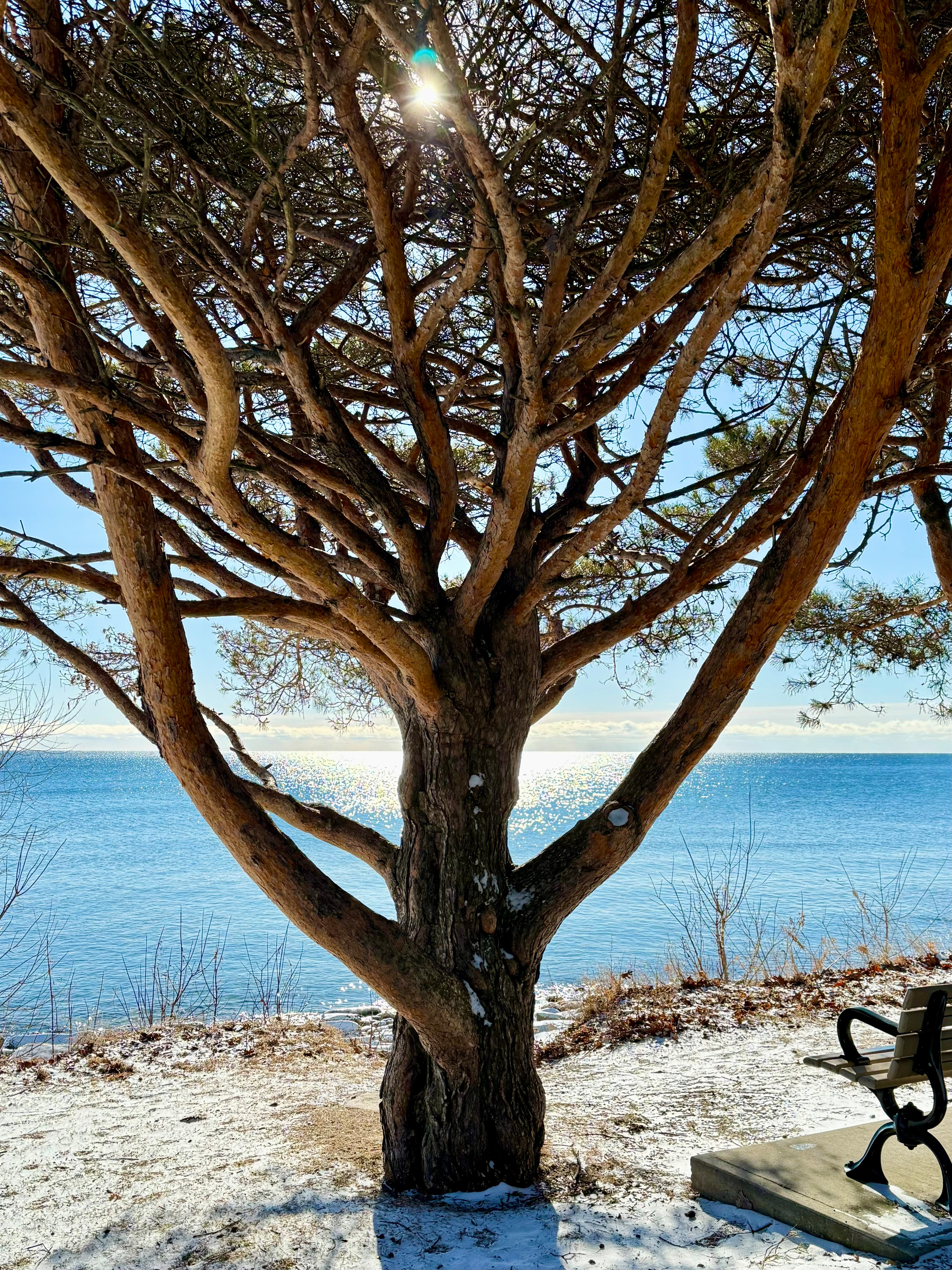 A tree with multiple branches stands in the foreground, its trunk and limbs silhouetted against a bright, sunlit sky. The sun peeks through the branches, creating a lens flare effect. In the background, a large body of water reflects the sunlight, appearing bright and sparkling. The ground is covered with a light dusting of snow, and a wooden bench is positioned on the right side of the image, facing the water.