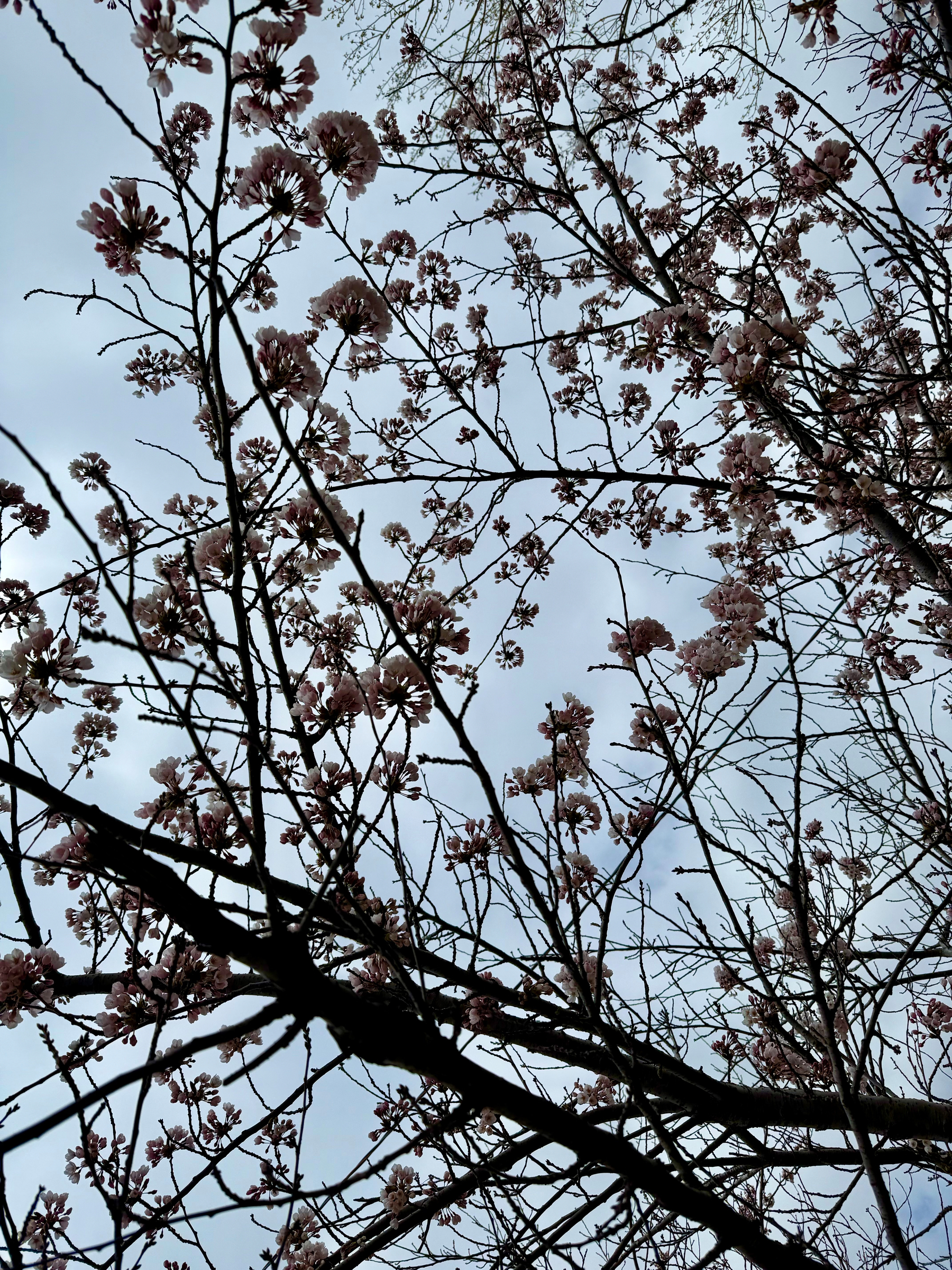 A view looking up at the branches of a tree filled with clusters of small pale pink blossoms, silhouetted against a cloudy grey sky. The branches crisscross and overlap, creating a dense lattice with some thicker, darker limbs in the foreground and many fine twigs spreading outward. The flowers are in various stages of bloom, with some buds still closed and others fully open, forming rounded clusters along the branches. In the background, the sky appears overcast, with soft, diffused light highlighting the delicate petals.