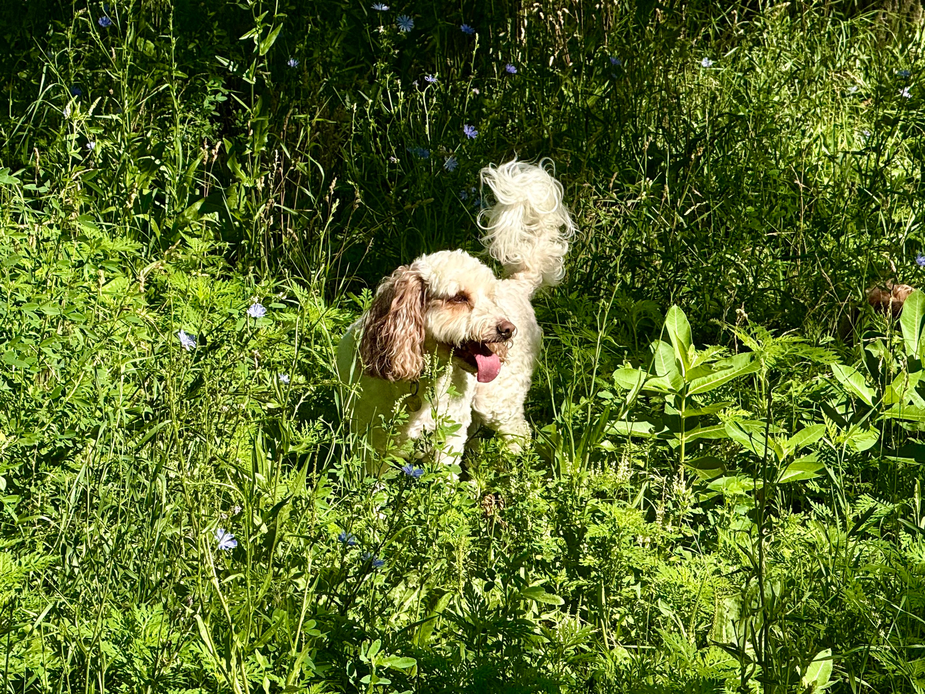 A small cream-coloured dog with floppy brown ears and a curly tail is standing in a dense patch of tall green grass and wild plants. Its mouth is open with its tongue hanging out, and it appears to be panting happily in the bright sunlight. There are small violet-blue wildflowers scattered among the greenery, and shadows from the surrounding plants create a mix of light and dark areas in the background.