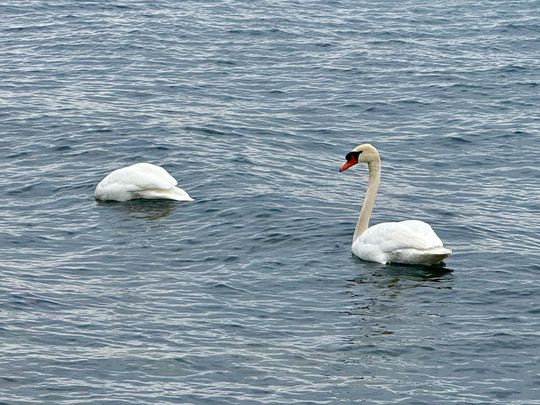 Two white swans are floating on a body of rippling water. One swan on the right is upright with its orange beak and black facial markings visible, while the other swan on the left has its head submerged in the water, likely foraging for food. The surface of the water is textured with gentle waves, reflecting shades of blue and grey under an overcast sky.
