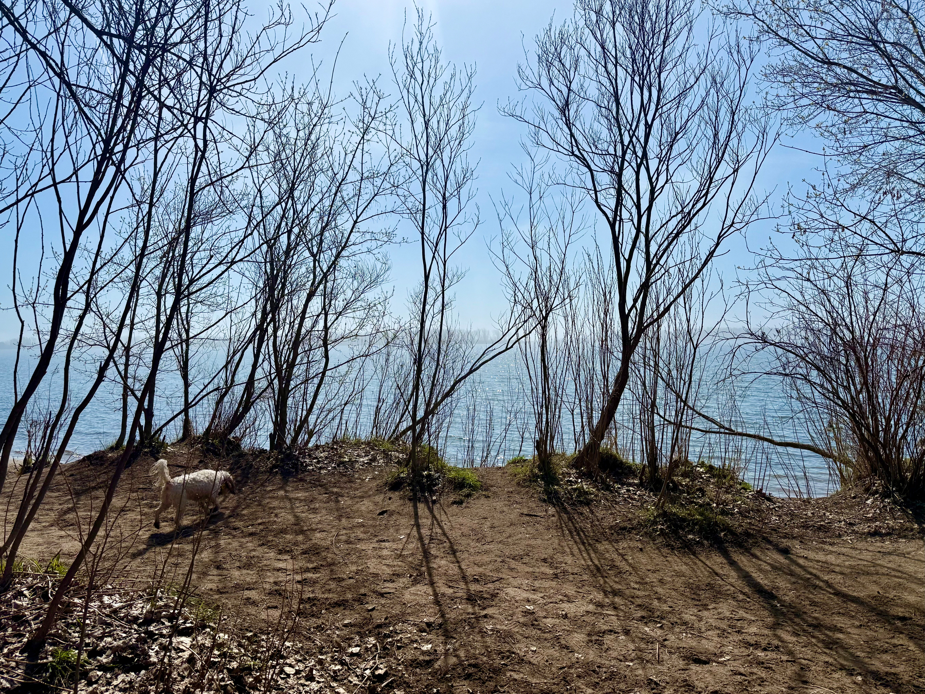 A small white dog stands on a dirt path surrounded by leafless trees near the edge of a body of water. The calm water stretches into the distance, reflecting the bright blue sky. Sunlight streams through the branches, casting long, dark shadows across the ground. Sparse patches of green grass and dry leaves are scattered along the forest floor, and the scene has a peaceful, early spring atmosphere.