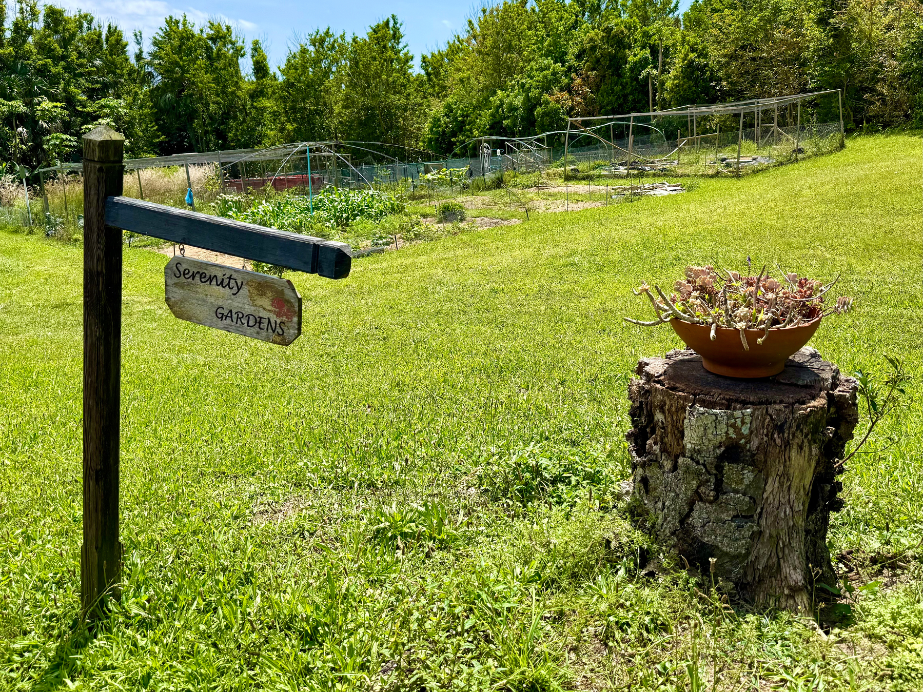 A sunny outdoor garden scene shows a grassy area with a wooden post holding a small hanging sign that reads “Serenity Gardens.” Behind the sign, there are multiple garden plots with green plants growing, surrounded by wire fencing and netting structures. To the right of the sign, a large tree stump supports a round terracotta planter filled with succulents and trailing plants. The background is filled with lush green trees under a clear blue sky.