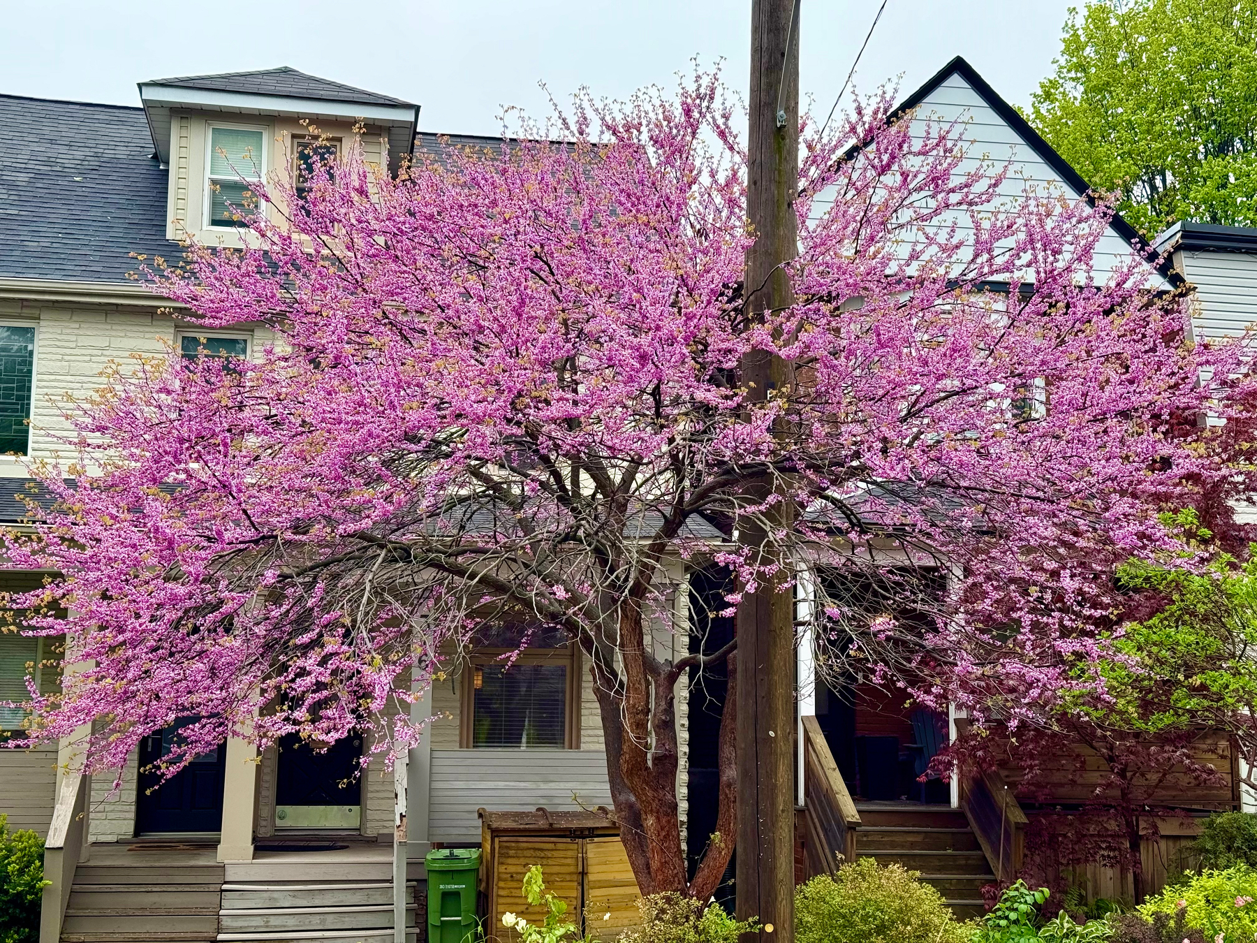 A vibrant tree with abundant pink blossoms stands in front of a row of two-storey houses with sloped dark-grey roofs and light siding. The tree branches spread widely, partially obscuring the houses, and a tall wooden utility pole rises through the middle of the scene. The house on the left has a small dormer window on the roof and a covered porch with steps leading to a black front door. A green trash bin is placed near the base of the tree. Other greenery, including shrubs and a small tree with reddish leaves, surrounds the yard, and the sky is overcast.