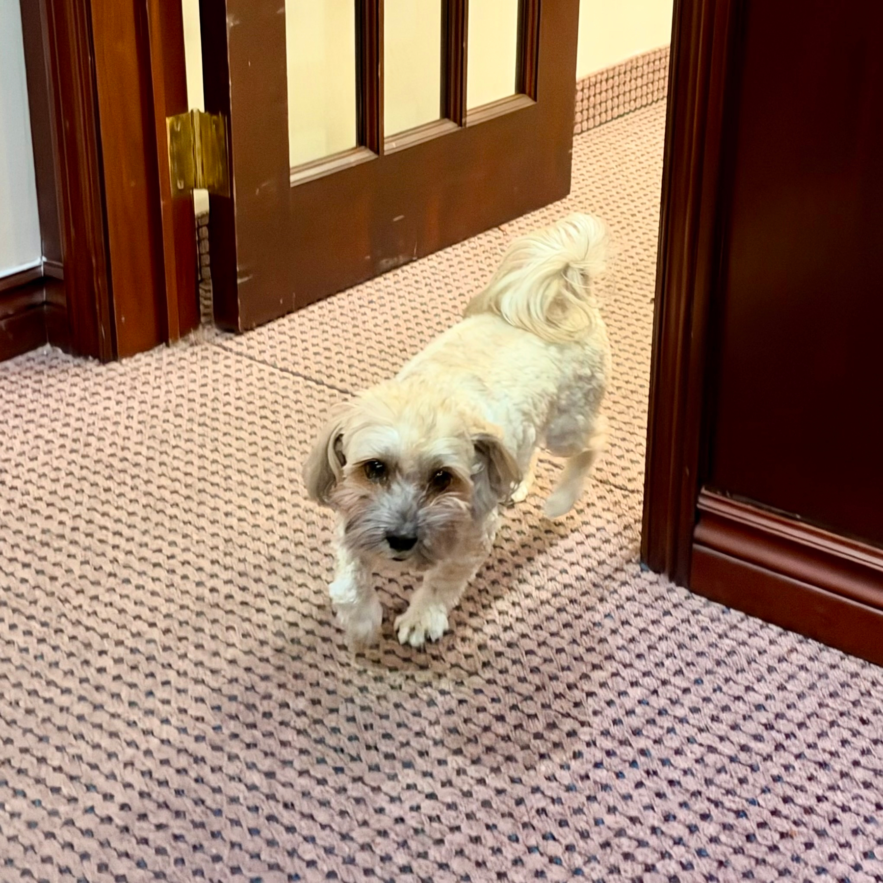 A small, light beige dog with a slightly darker face and floppy ears stands on a pinkish patterned carpet, looking directly at the camera. Its fur appears soft and slightly wavy, and its tail is curled up over its back. The dog is in a doorway, with a partially open wooden door featuring vertical glass panels and a brass hinge. The doorframe and trim are dark wood, and beyond the doorway, a section of carpeted floor and light-coloured wall can be seen.