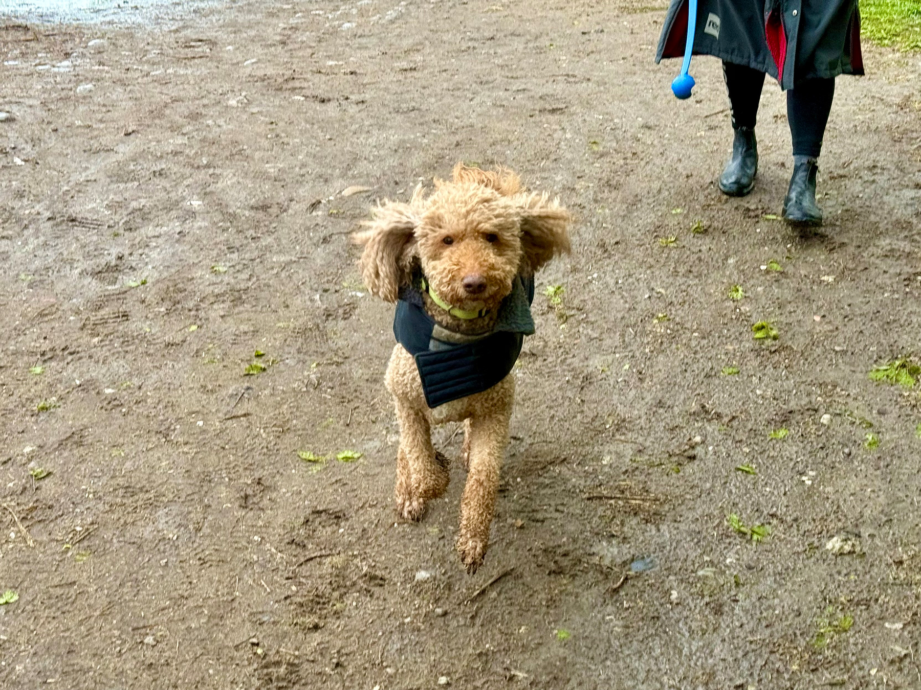 A curly-haired dog with a light brown coat is running towards the camera on a muddy, slightly wet dirt path. The dog is wearing a dark padded vest and has its ears flapping as it runs. Behind the dog, a person in black leggings, black boots, and a long dark coat with a red lining is walking and holding a blue ball thrower with a ball attached. Small patches of green moss and leaves are scattered on the ground, and part of a water puddle is visible in the upper left corner of the image.