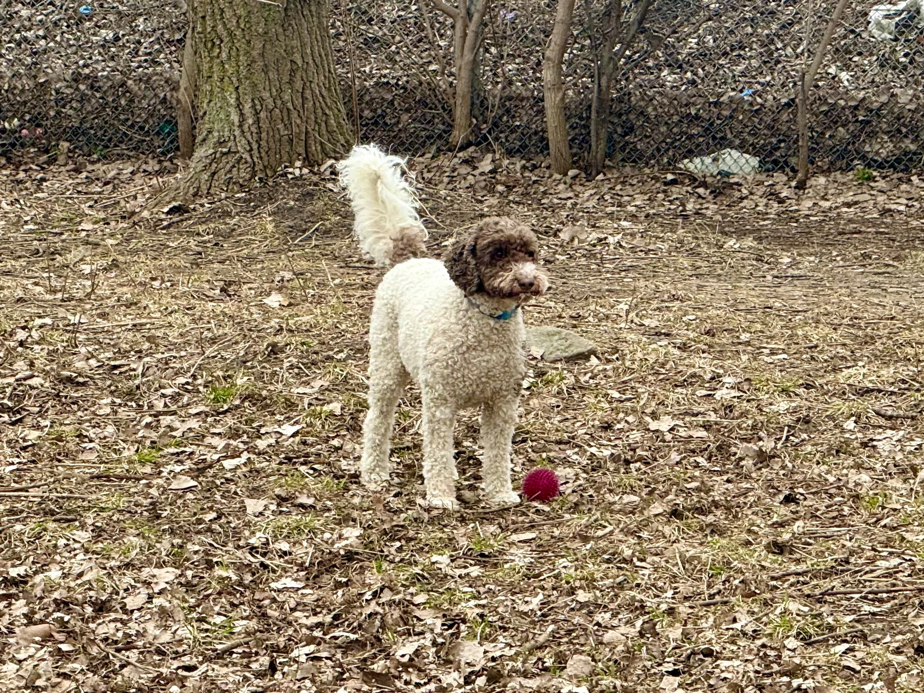 A curly-haired dog with a white body and brown head stands on a patch of ground covered with dry leaves and sparse grass. The dog has a fluffy white tail raised in the air and is wearing a blue collar. In front of the dog is a small, textured, pink ball. Behind the dog, there are leafless trees and a chain-link fence partially covered with dry leaves. The overall scene appears to be in an outdoor area during late autumn or early spring.