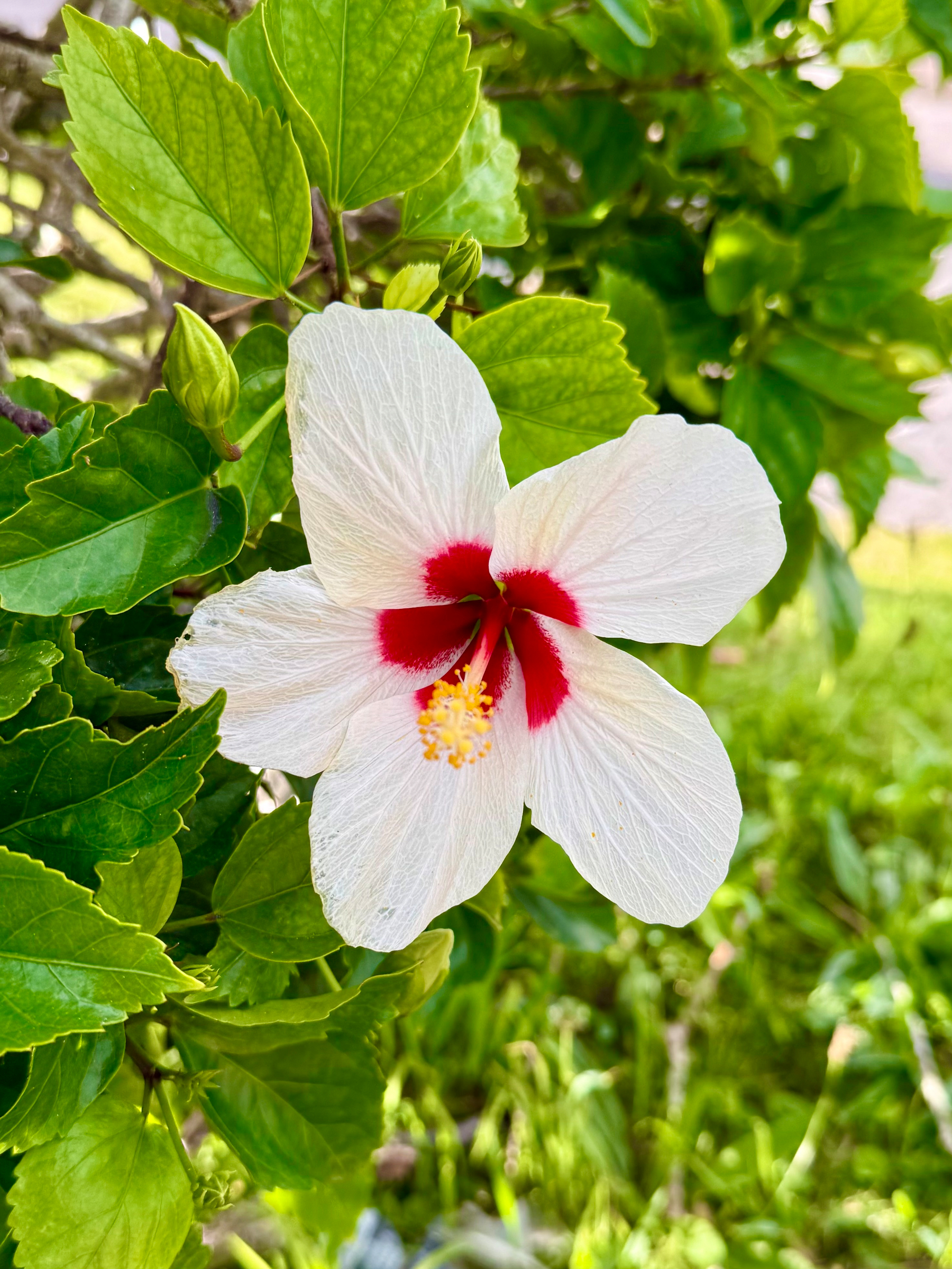 A close-up of a blooming white hibiscus flower with a vibrant red centre and yellow-tipped stamen. The petals are delicate and veined, radiating outward from the centre. Surrounding the flower are lush green leaves and two unopened buds. The background is a mix of green foliage and blurred grass, giving a natural outdoor setting.