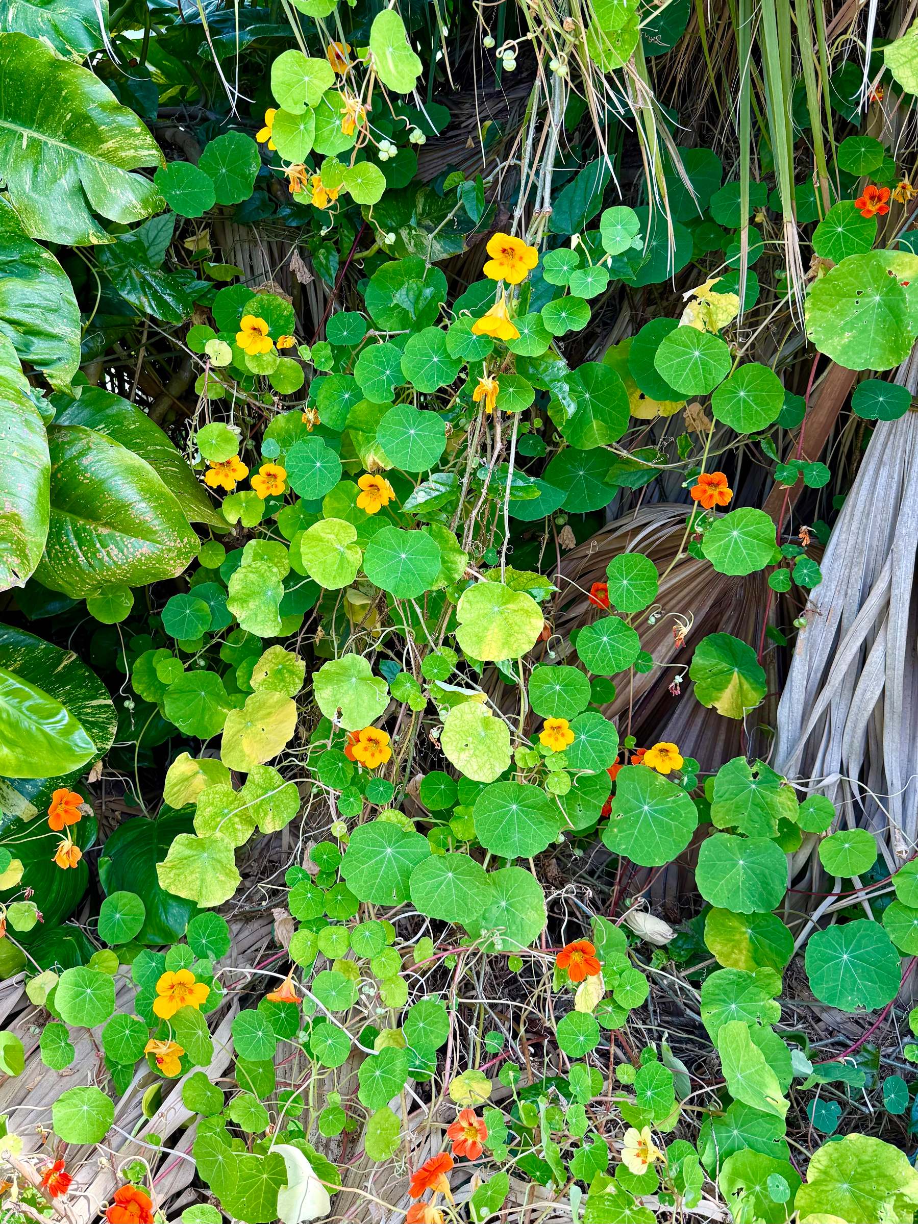 A lush patch of green foliage with numerous round leaves and vibrant flowers growing among dried palm fronds and tropical plants. The flowers are a mix of bright orange, yellow, and red, each with five petals and a slightly trumpet-like shape. The round, veined leaves are mostly green, with a few yellowing leaves scattered throughout. Some long, thin stems and vines twist through the vegetation, and large glossy tropical leaves frame the scene on the left side. The dried palm fronds create a textured, earthy background behind the dense greenery.