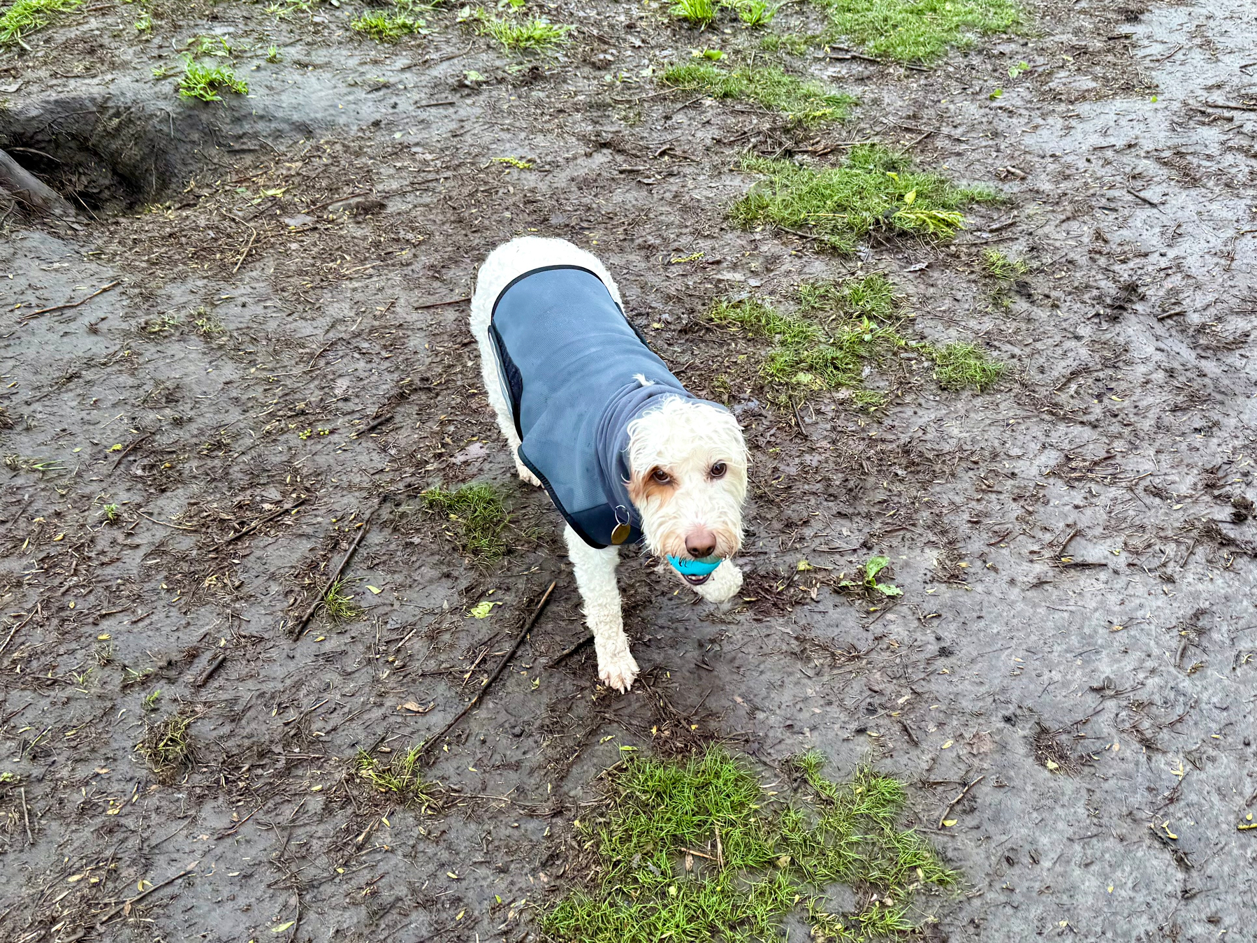 A small white dog with curly fur is standing on a muddy, wet patch of ground with sparse tufts of green grass. The dog is wearing a blue raincoat and holding a bright blue ball in its mouth. The surrounding area is damp, with visible puddles and scattered debris, and a tree root and hole are visible on the left side of the image.