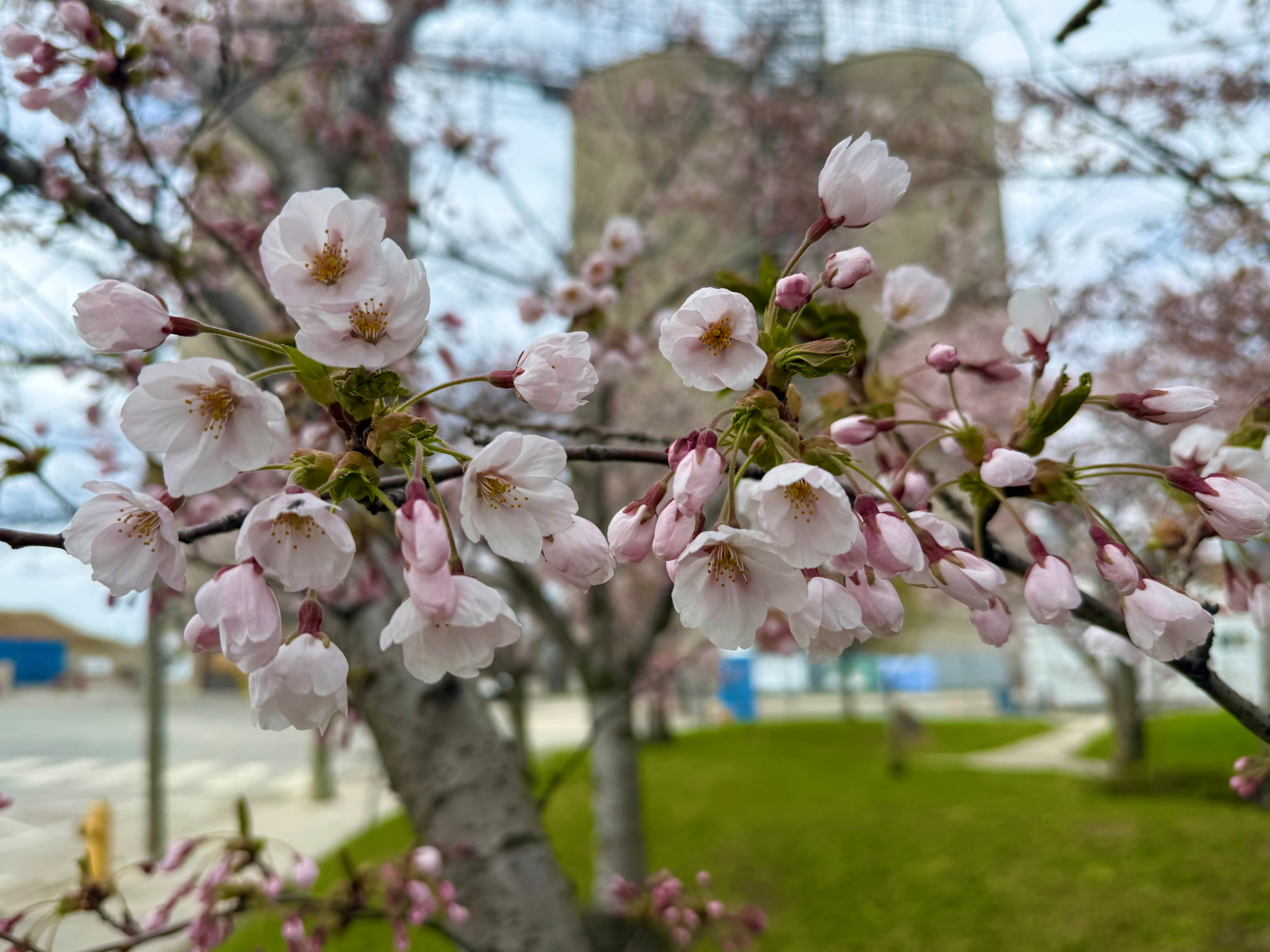 A close-up of pale pink cherry blossoms on a tree branch, with several flowers in full bloom and others still in tight buds. The petals are soft and delicate, with yellow stamens in the centre. Behind the branch, more cherry trees with similar blossoms can be seen, though out of focus. The background includes a patch of green grass, a paved path, and a street with a fire hydrant and a few poles. In the distance, there is a blurred industrial or urban structure, partially obscured by the branches, under an overcast sky.