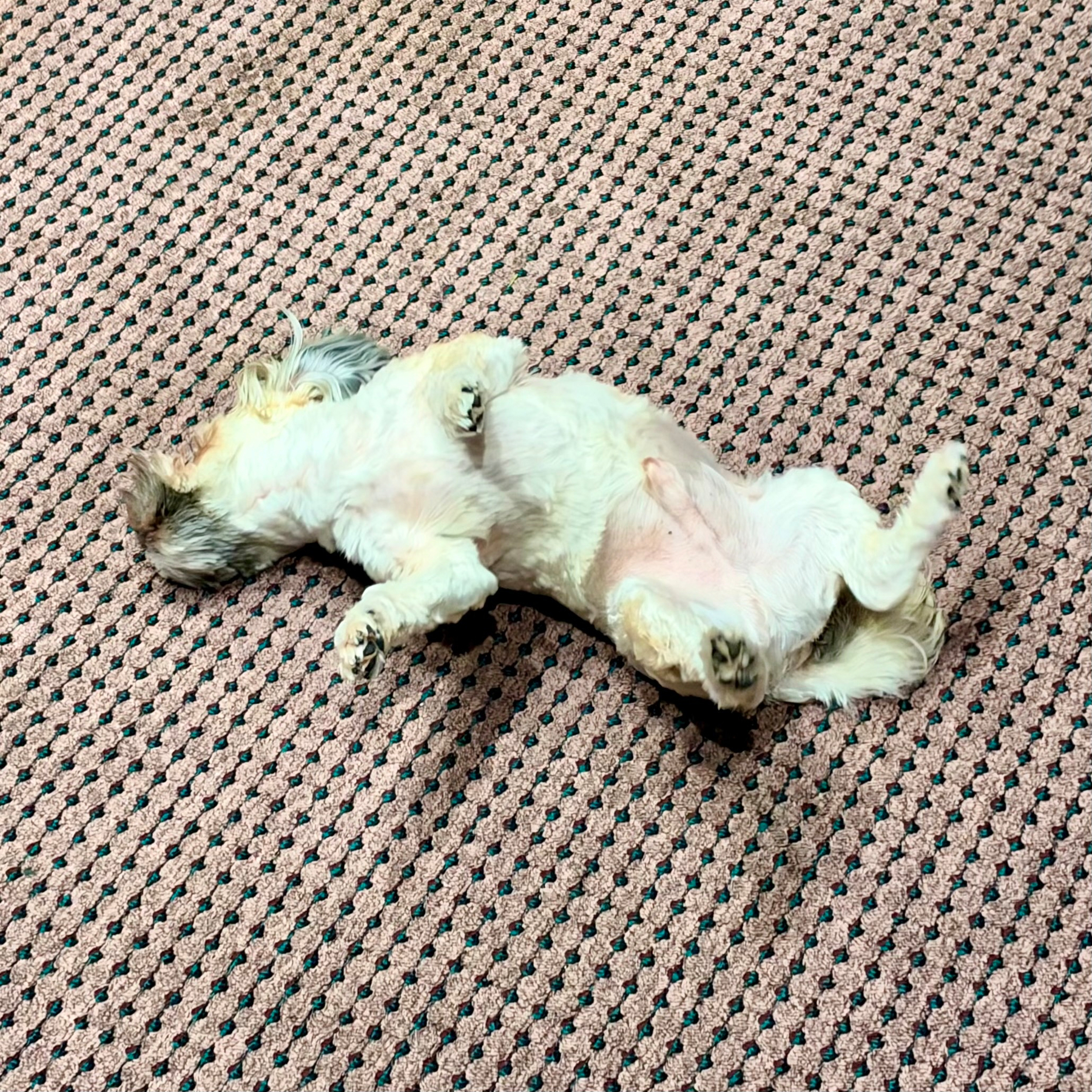 A small dog with white fur and light brown patches is lying on its back on a textured carpet with a pink and black dotted pattern. The dog’s legs are relaxed and slightly curled, with its belly exposed and head turned to the side, partially buried in its fur. Its ears are flopped down, and its tail is visible near its head. The carpet fills the entire background of the image.
