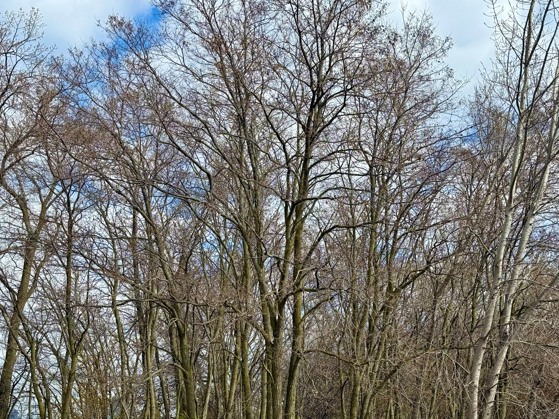 A dense cluster of tall, leafless trees stretches upward against a partly cloudy sky with patches of blue visible. The trees have thin, intertwining branches, creating a web-like pattern across the top half of the image. The trunks are mostly straight and slender, with some showing light moss or weathering. The ground is not visible, and the focus is on the intricate network of bare branches reaching into the sky, suggesting early spring or late winter.
