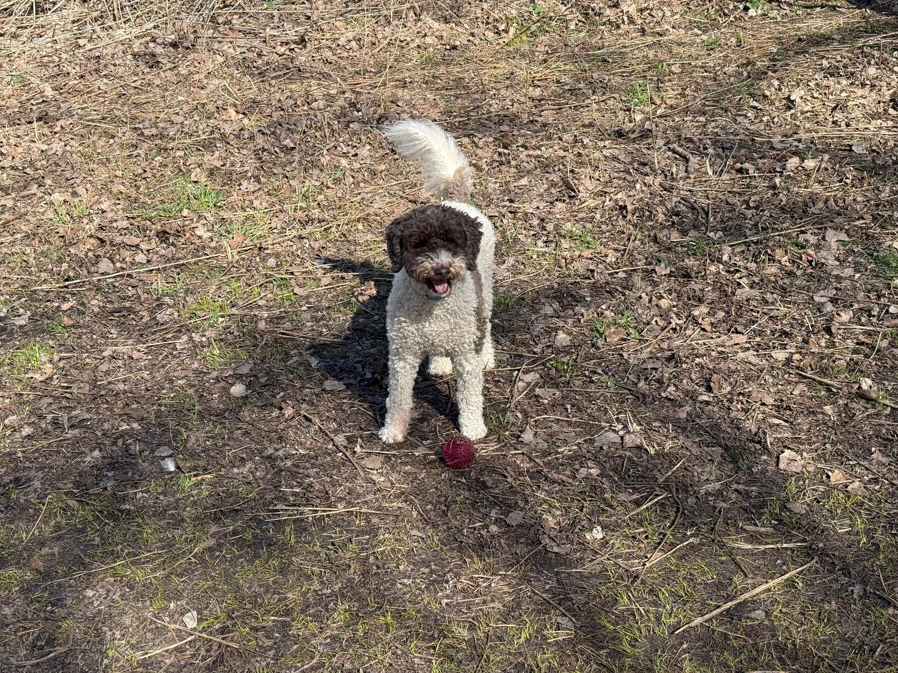 A curly-haired brown dog wearing a black and bright blue jacket looks up with its tongue out, standing on a dirt and stick-covered ground. Shadows of branches and a person holding an orange and blue ball are visible in the lower part of the image. The dog appears happy and playful, with the sun casting light across the scene.