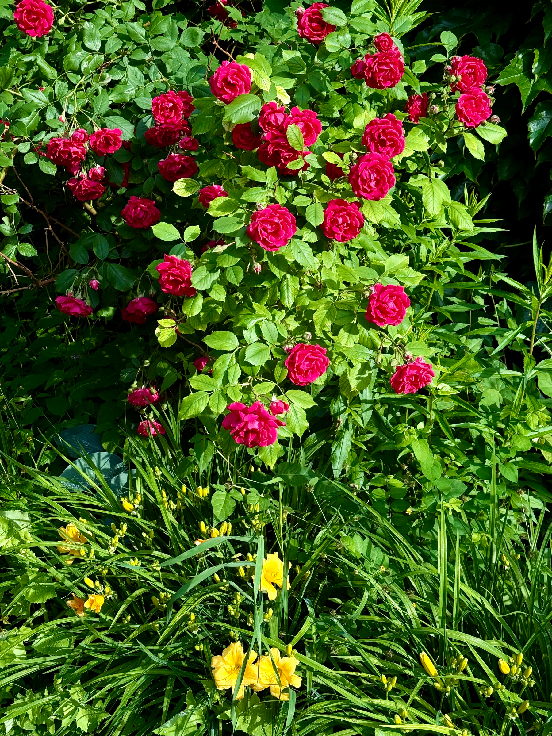A lush garden scene with vibrant red roses in full bloom surrounded by dense green foliage. The rose bush occupies the upper part of the image, with clusters of vivid red flowers and glossy green leaves. Below the roses, bright yellow daylilies with long, arching green leaves are scattered among unopened buds. Sunlight highlights the flowers and leaves, creating a vivid contrast of red, yellow, and green against the darker shaded background.
