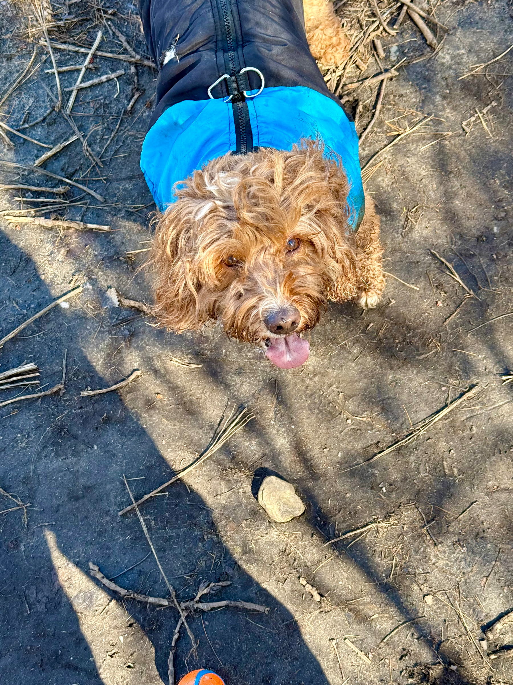 A curly-haired brown dog wearing a black and bright blue jacket looks up with its tongue out, standing on a dirt and stick-covered ground. Shadows of branches and a person holding an orange and blue ball are visible in the lower part of the image. The dog appears happy and playful, with the sun casting light across the scene.