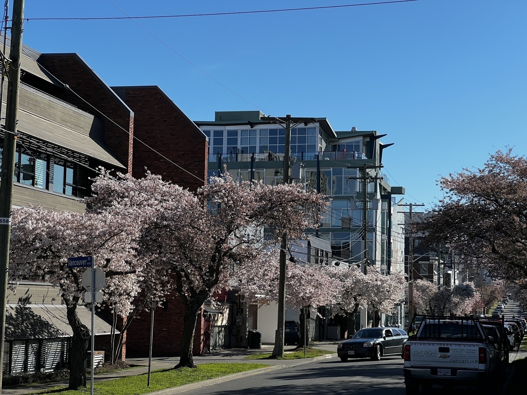 Shot of a cherry-tree lined residential street with mid-rise apartments on each side. The cherry trees are all in bloom.