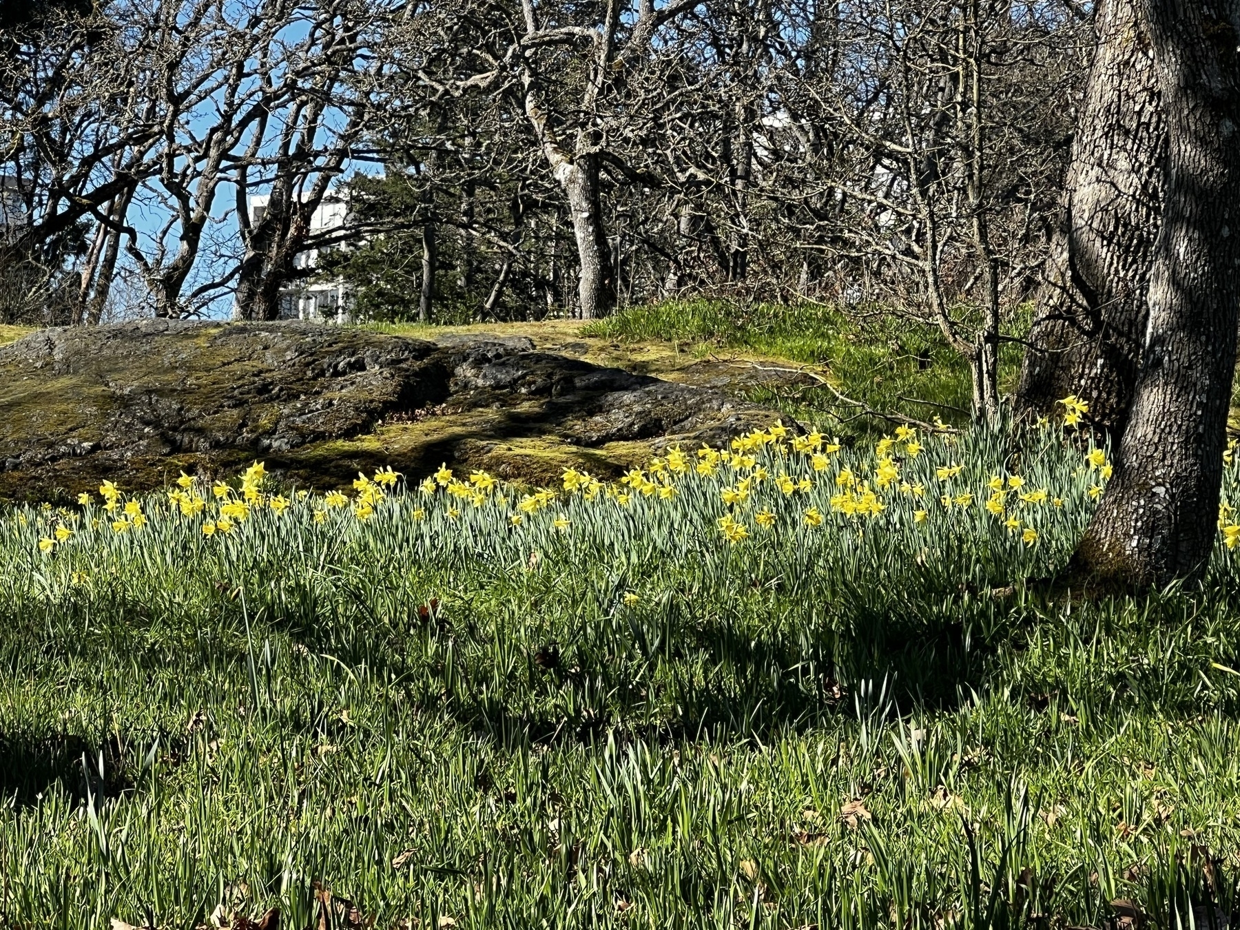 Shot of a small rise, trees on the top of the low slope and yellow flowers blossoming in a line in the foreground, leading from the left edge to a tree trunk on the right.