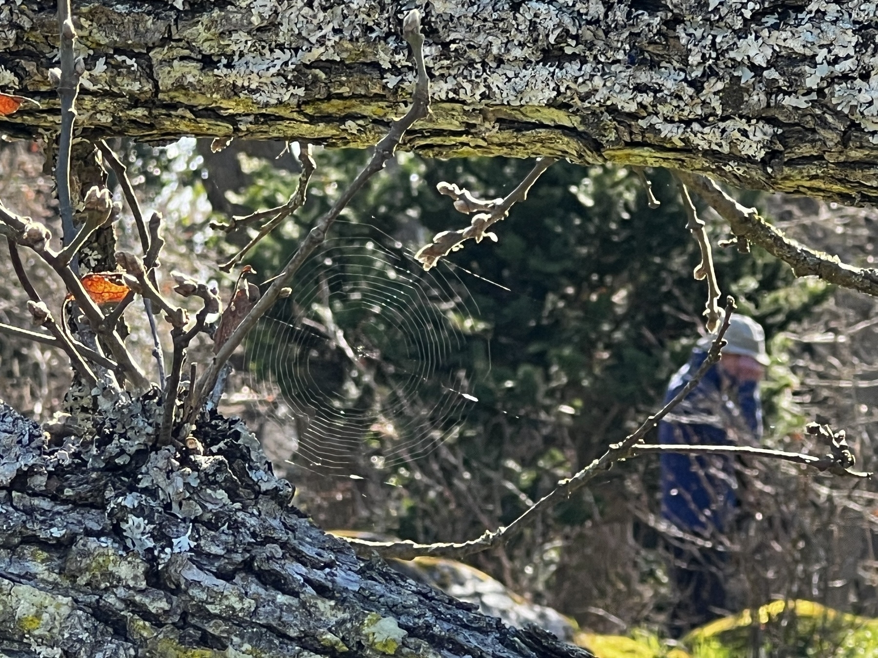 Shot of a thin but intricate spider’s web woven between the branches of a downed tree.
