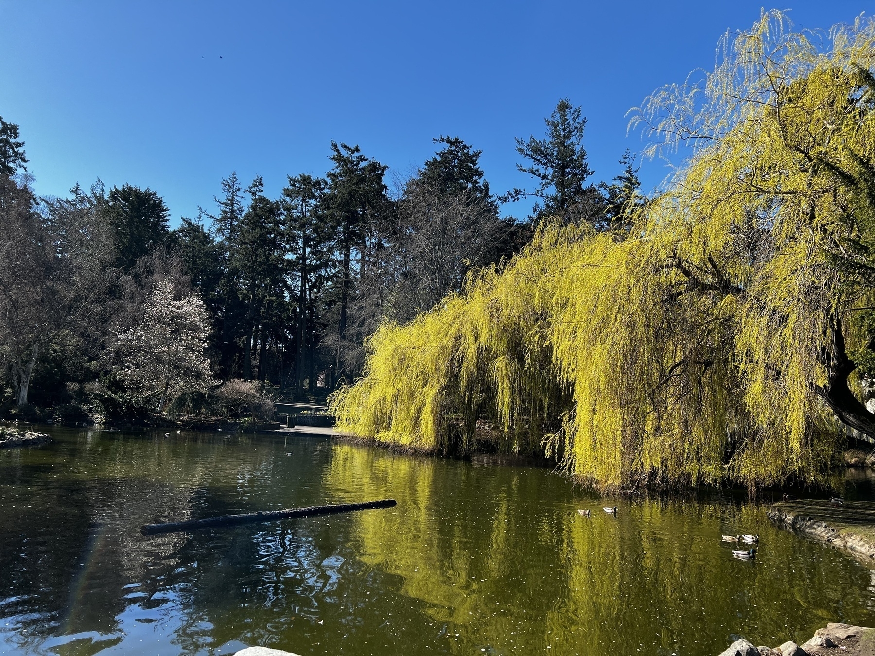 Photo of a circular pond. There are tall evergreen trees on the far shore, and ducks swimming on the right side. Behind the ducks, on the near shore, is a brilliant yellow tree, dropping towards the water.