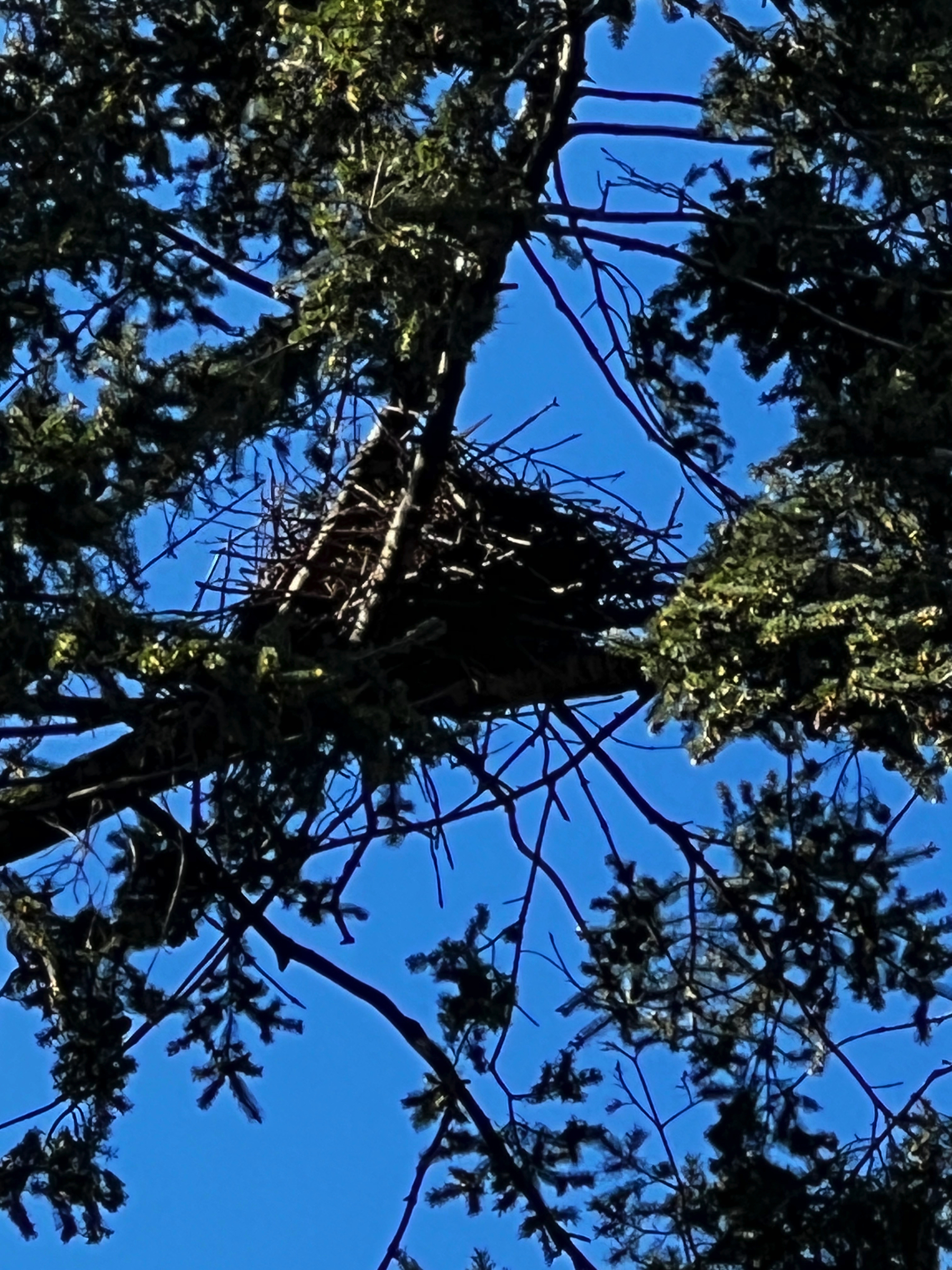 Close-up shot of a blue heron’s nest, high up in the trees.