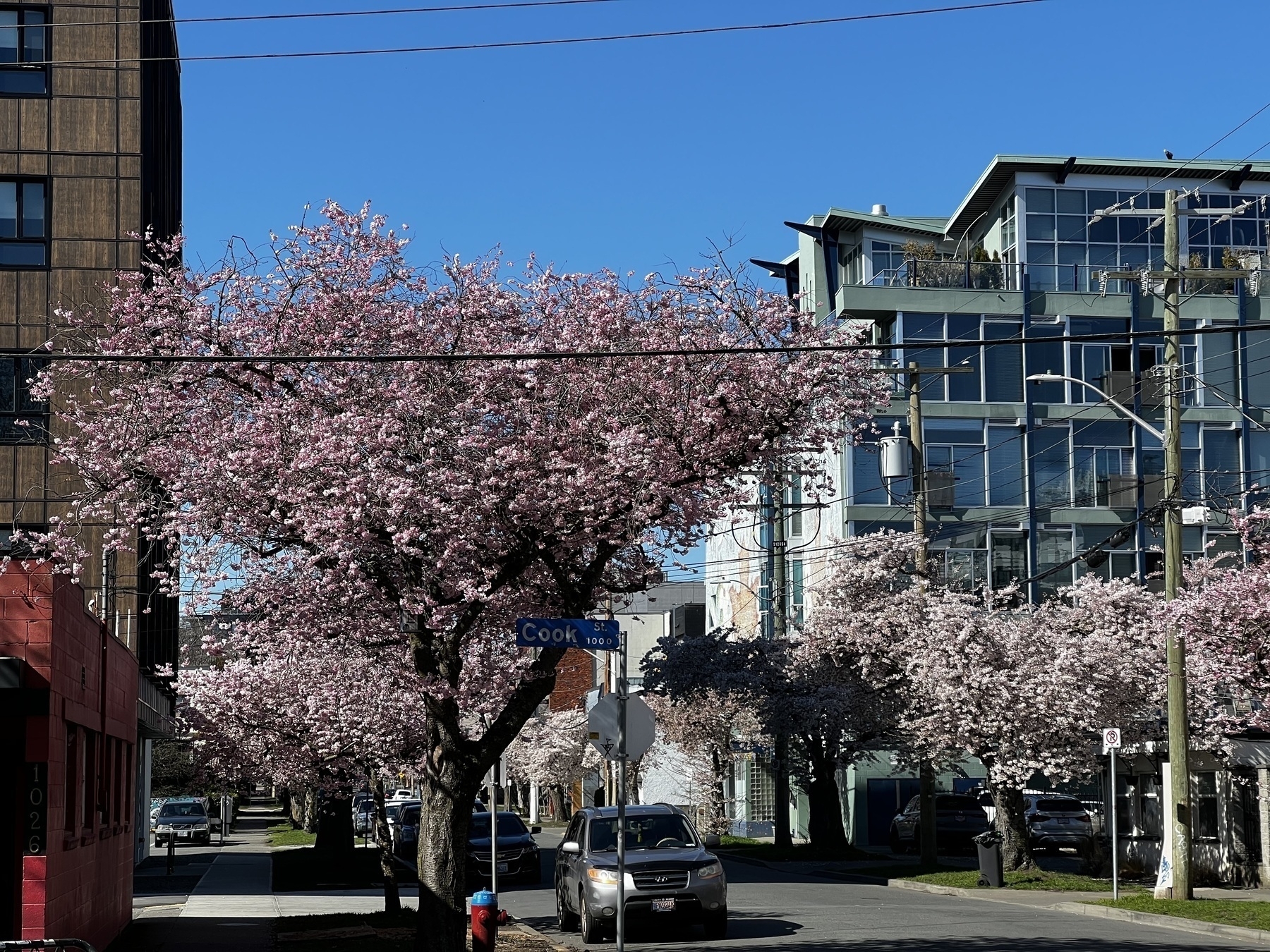 Residential street lined with cherry trees, all in bloom, with a mid-rise in the background.