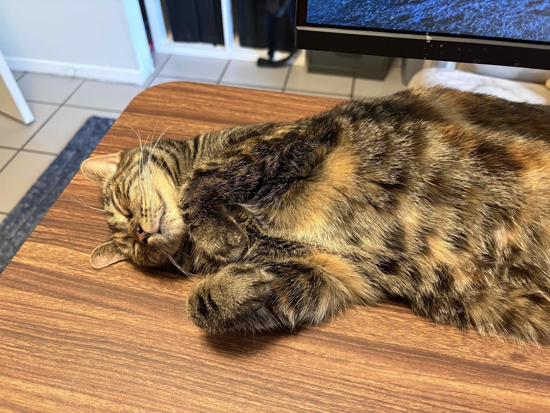 A female brown striped cat, sleeping on her back on top of a wooden desk.