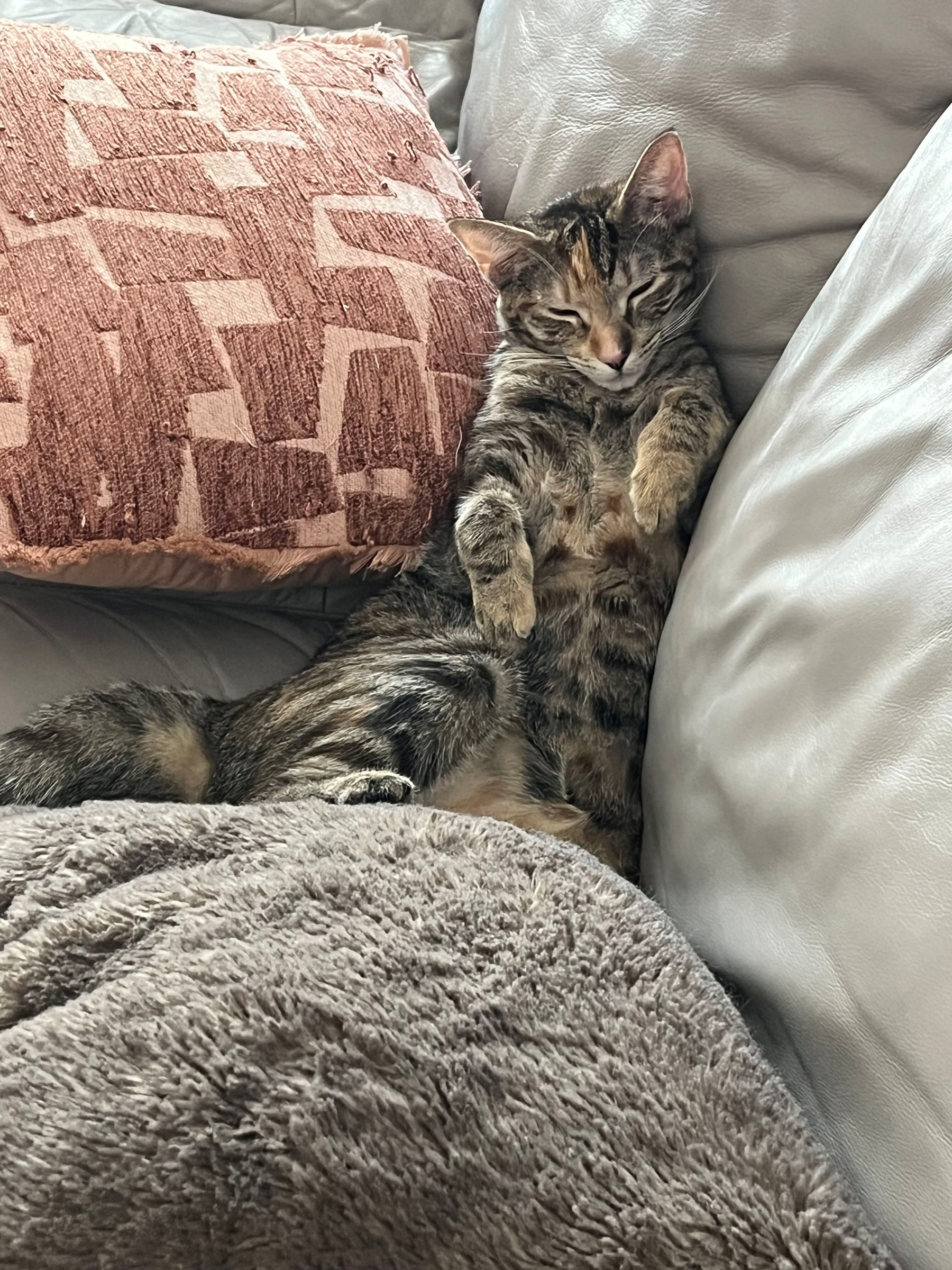 A female tortoise shell cat, leaning against a couch while sitting upright, sleeping