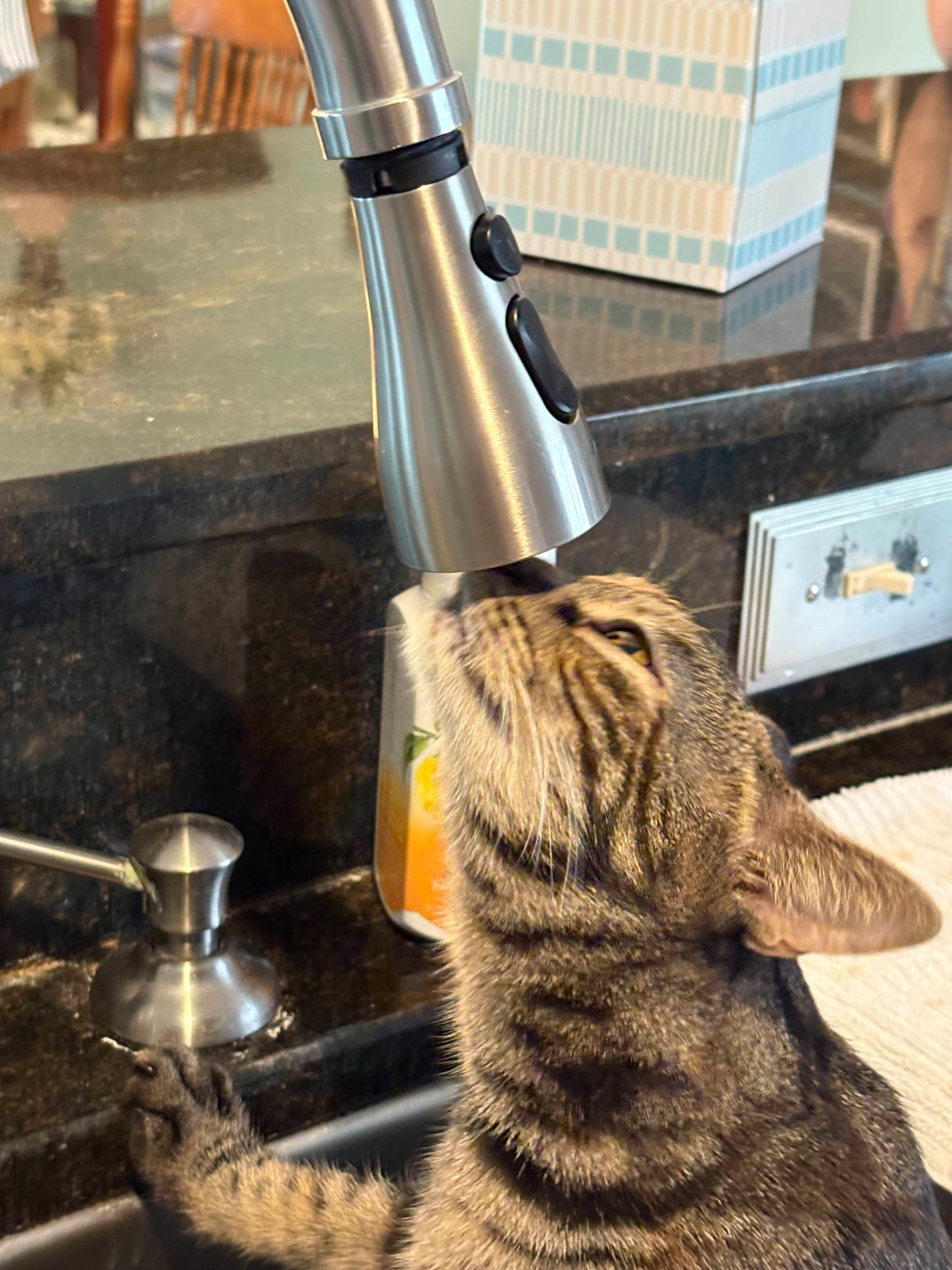 A female tortoise shell cat with her nose up against a kitchen faucet, trying to drink from it