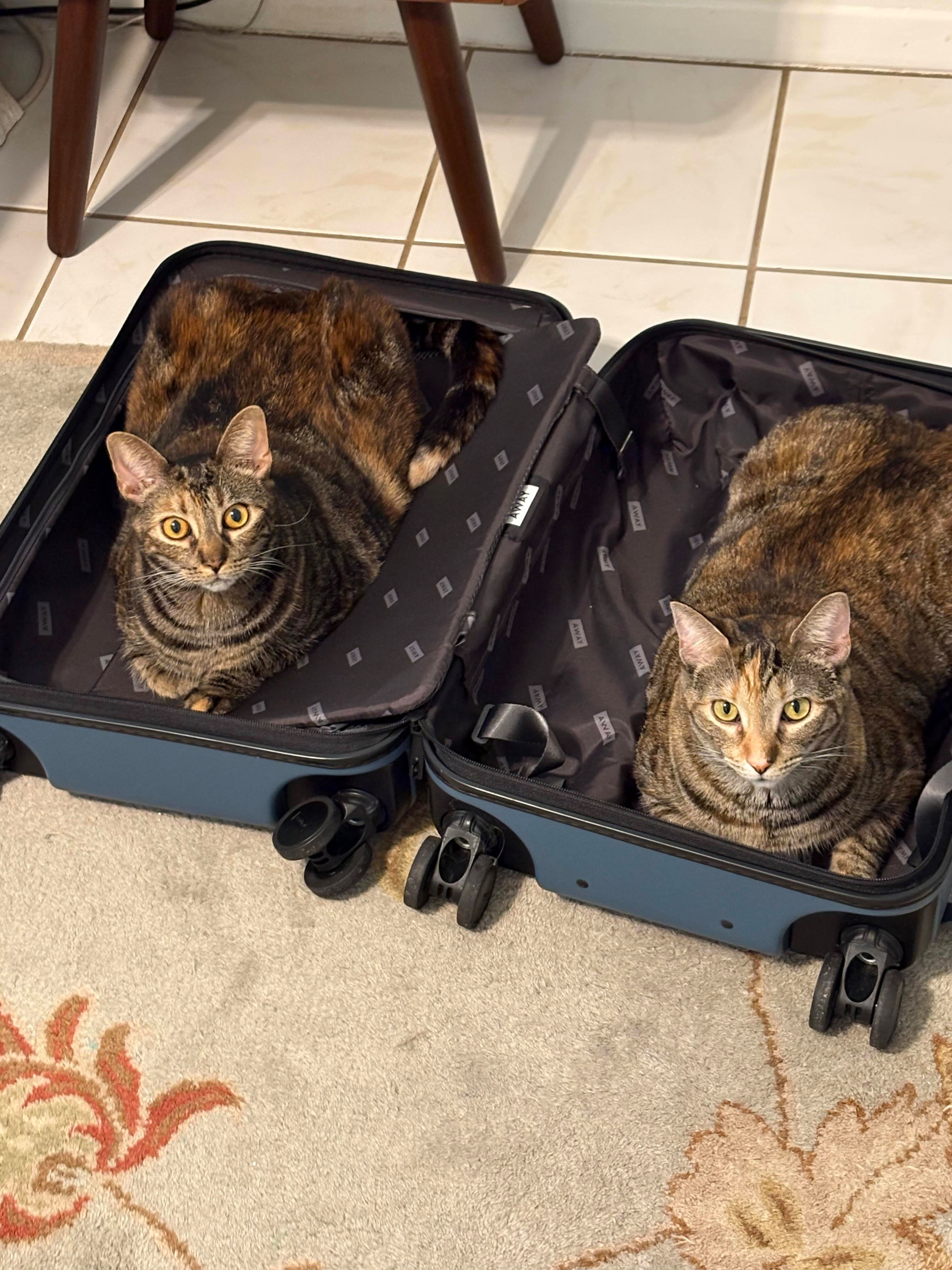 Two female tortoise shell cats, sitting in opposite sides of a suitcase