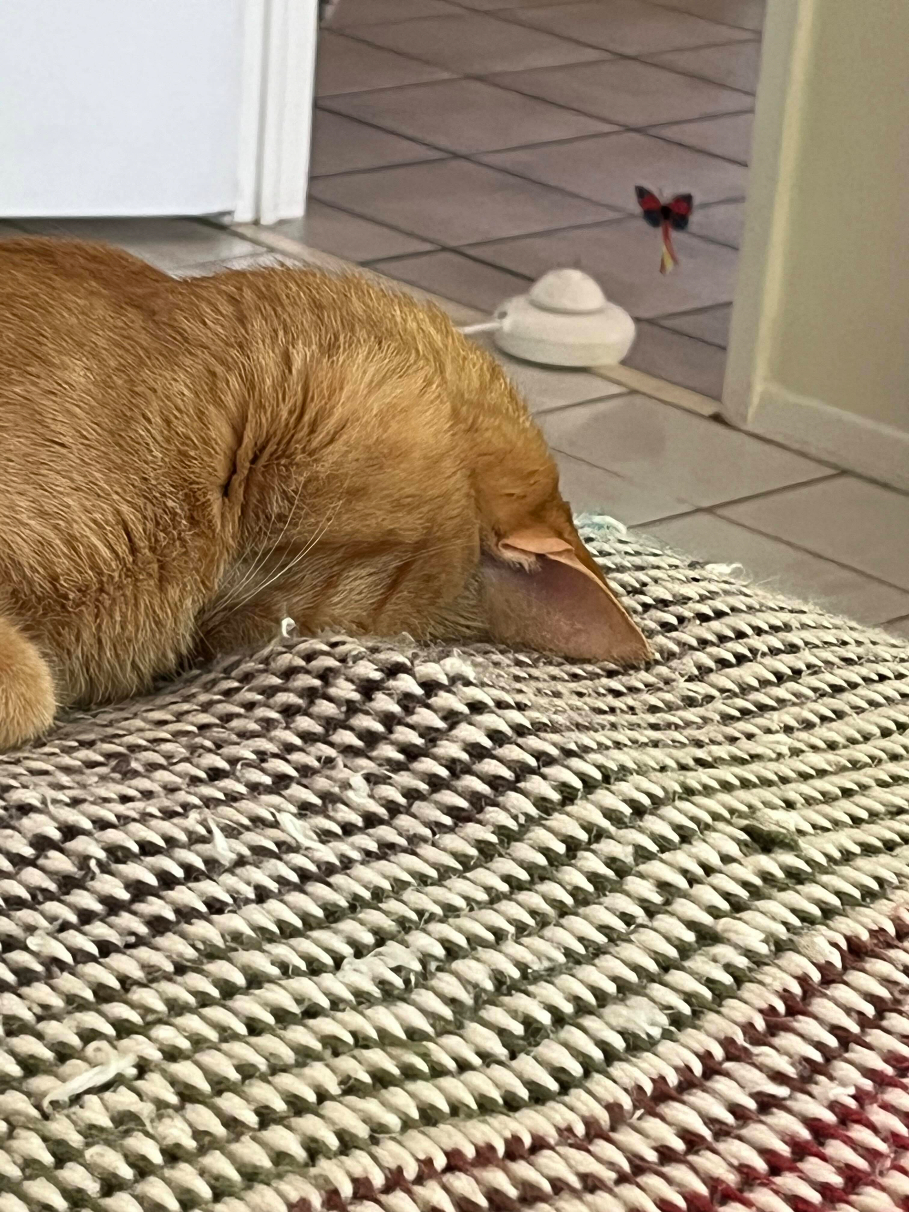 A male orange cat, sleeping on a blanket on a bed with his face completely face down in the blanket