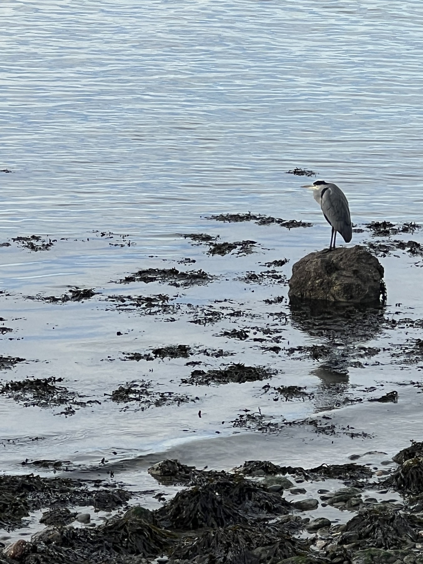 Heron standing on a rock 