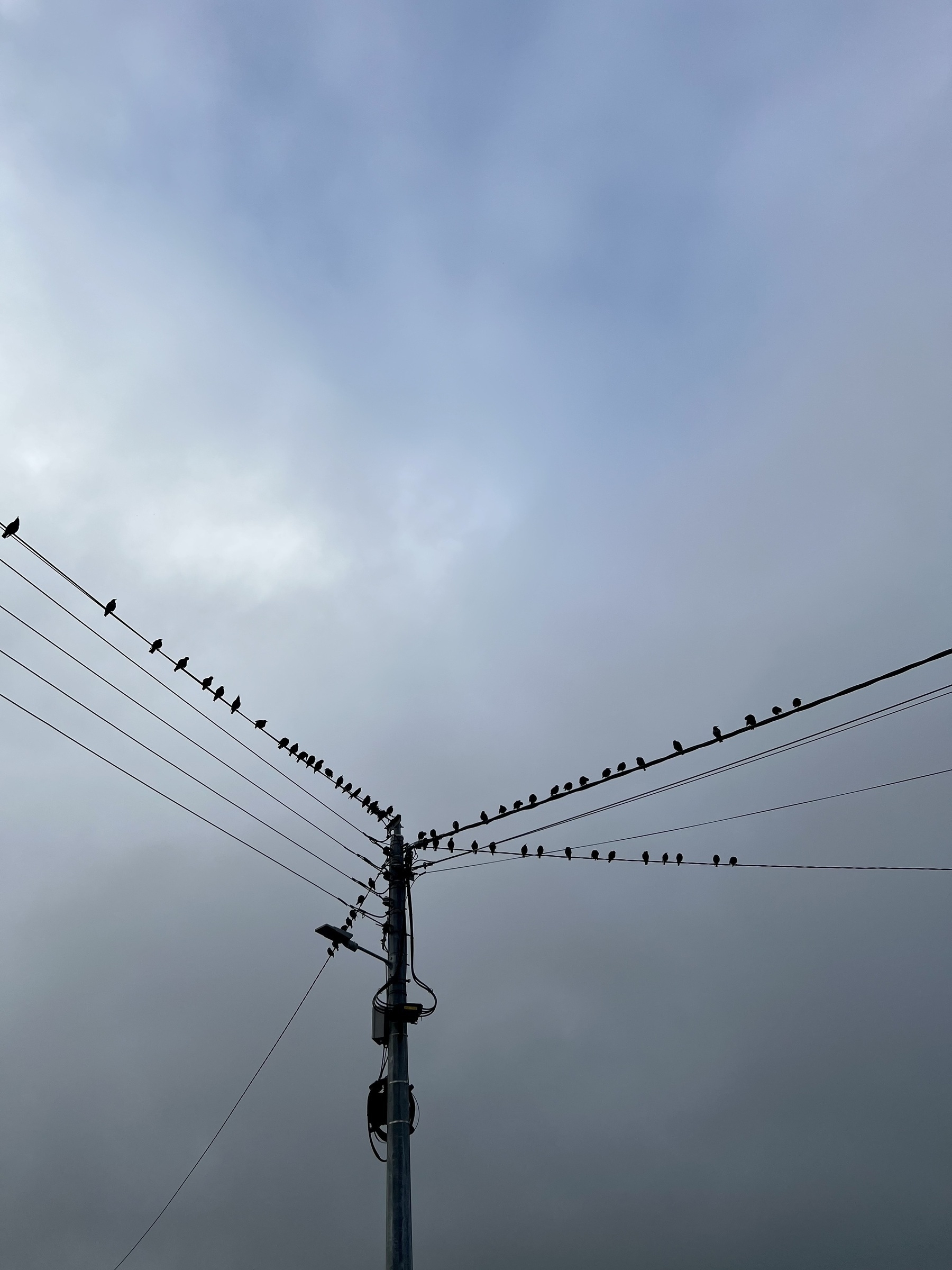 Birds on the wires. The gathering. 