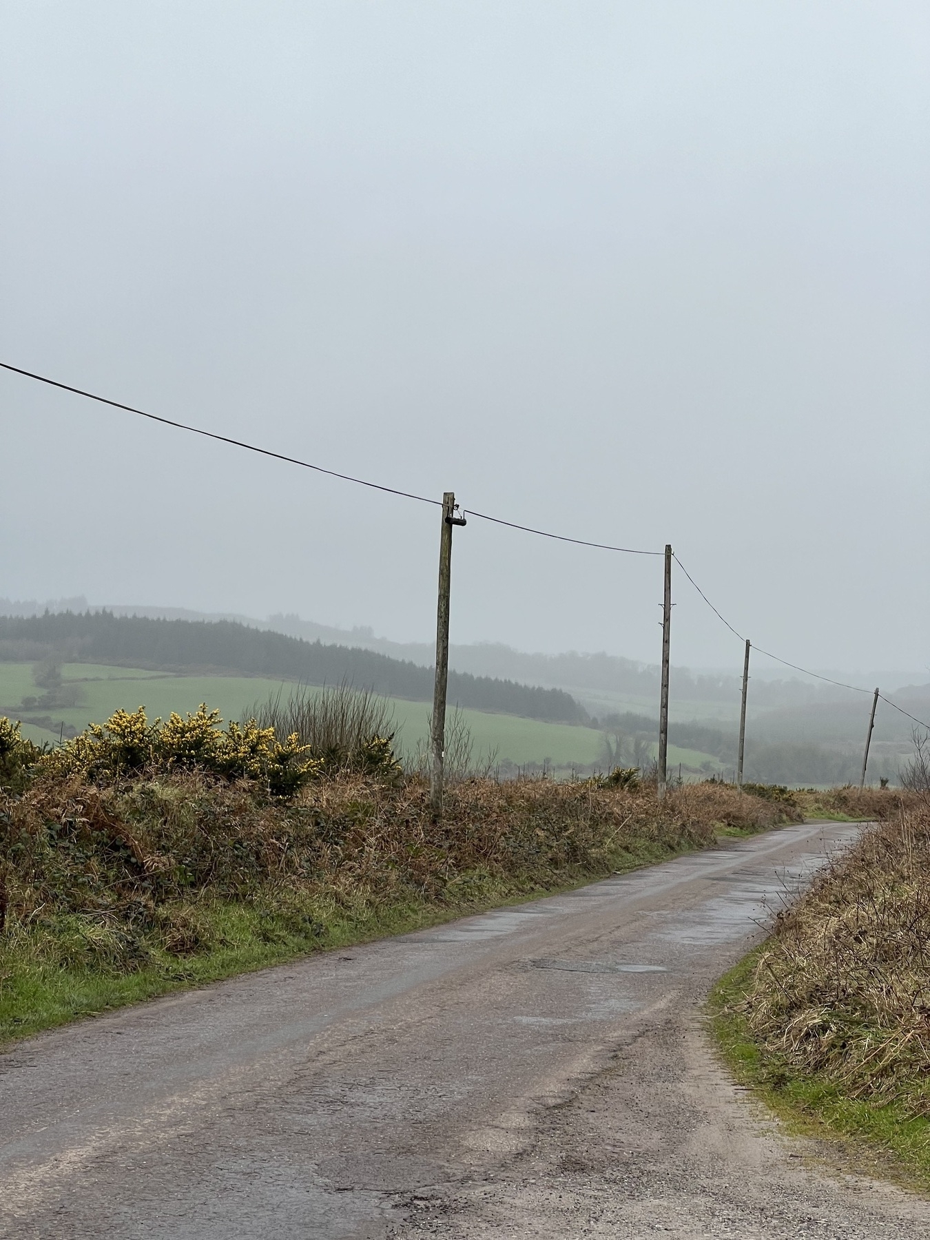 Misty day rural Ireland.