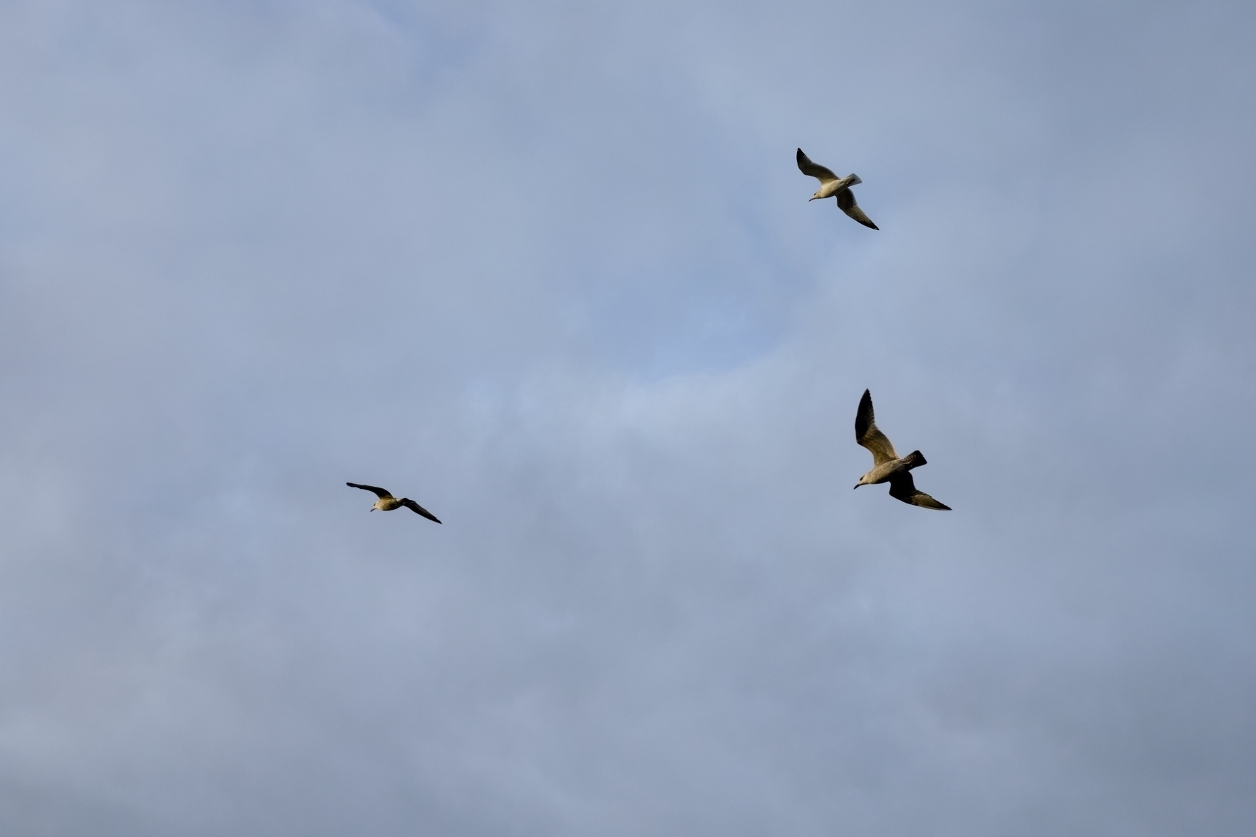 Seagulls gliding on the wind.