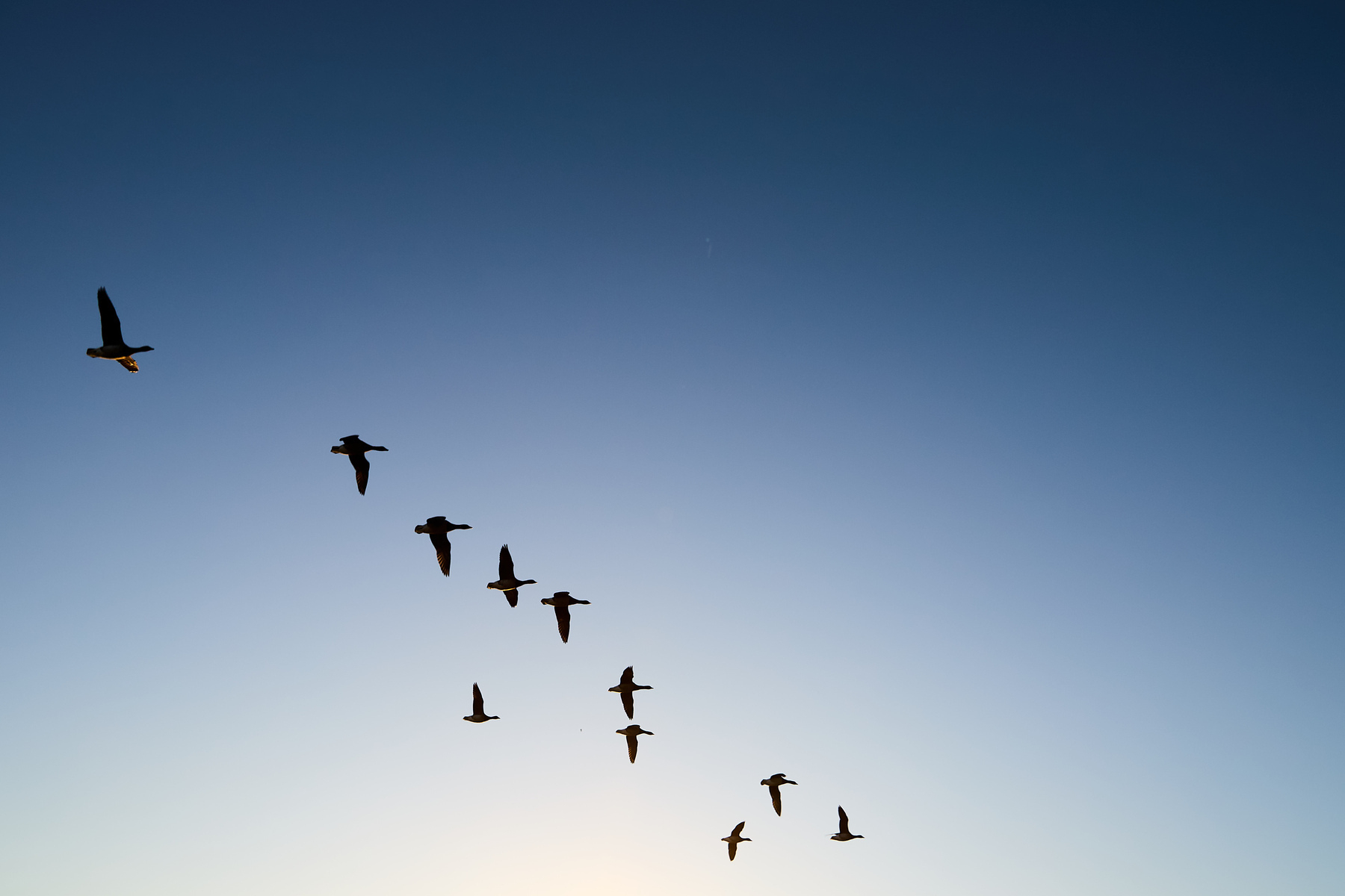 Brent Geese flying 